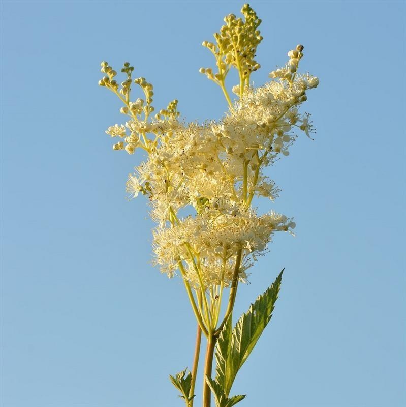 Reina de los prados — photo 2