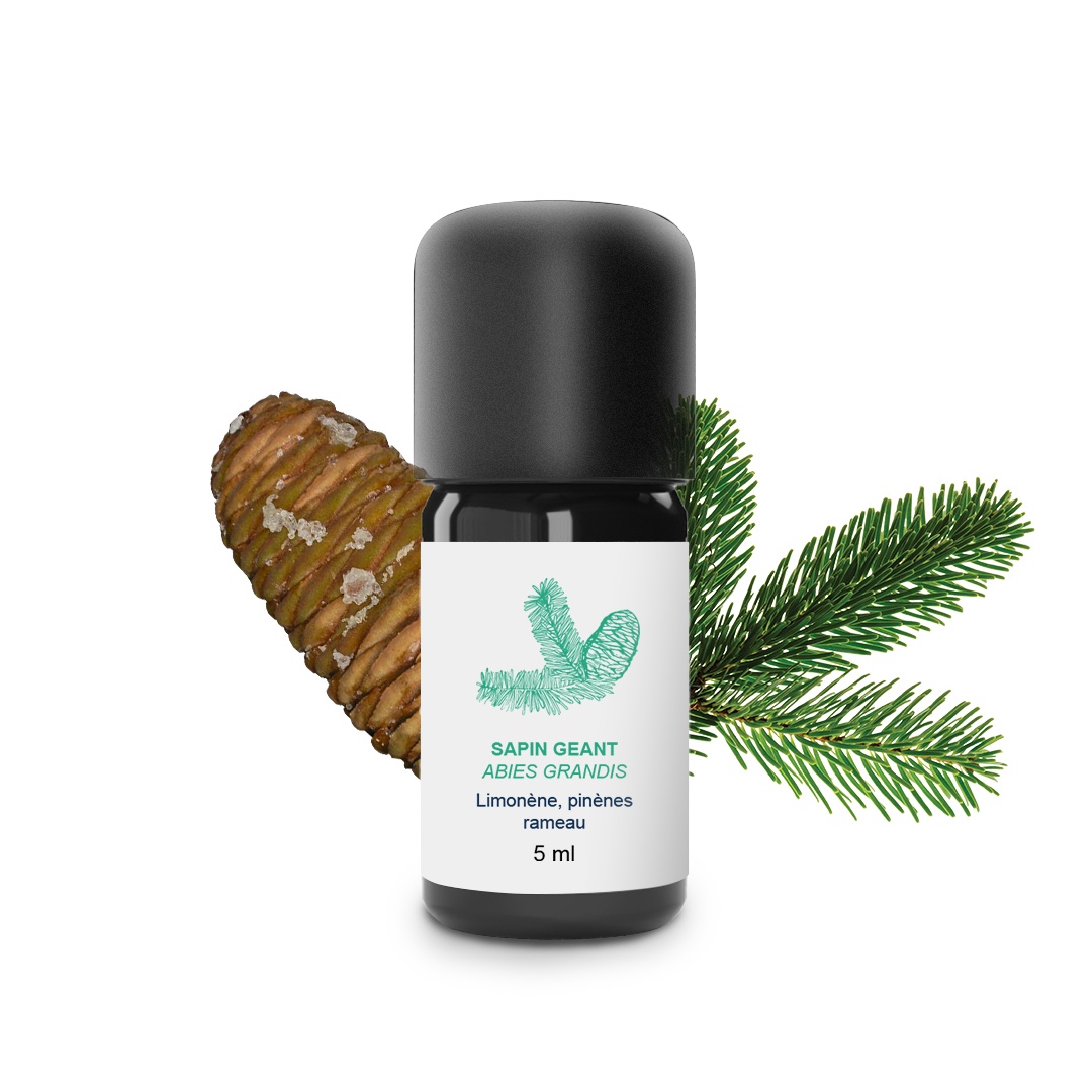 Aceite esencial de abeto gigante 100% ecológico y artesanal