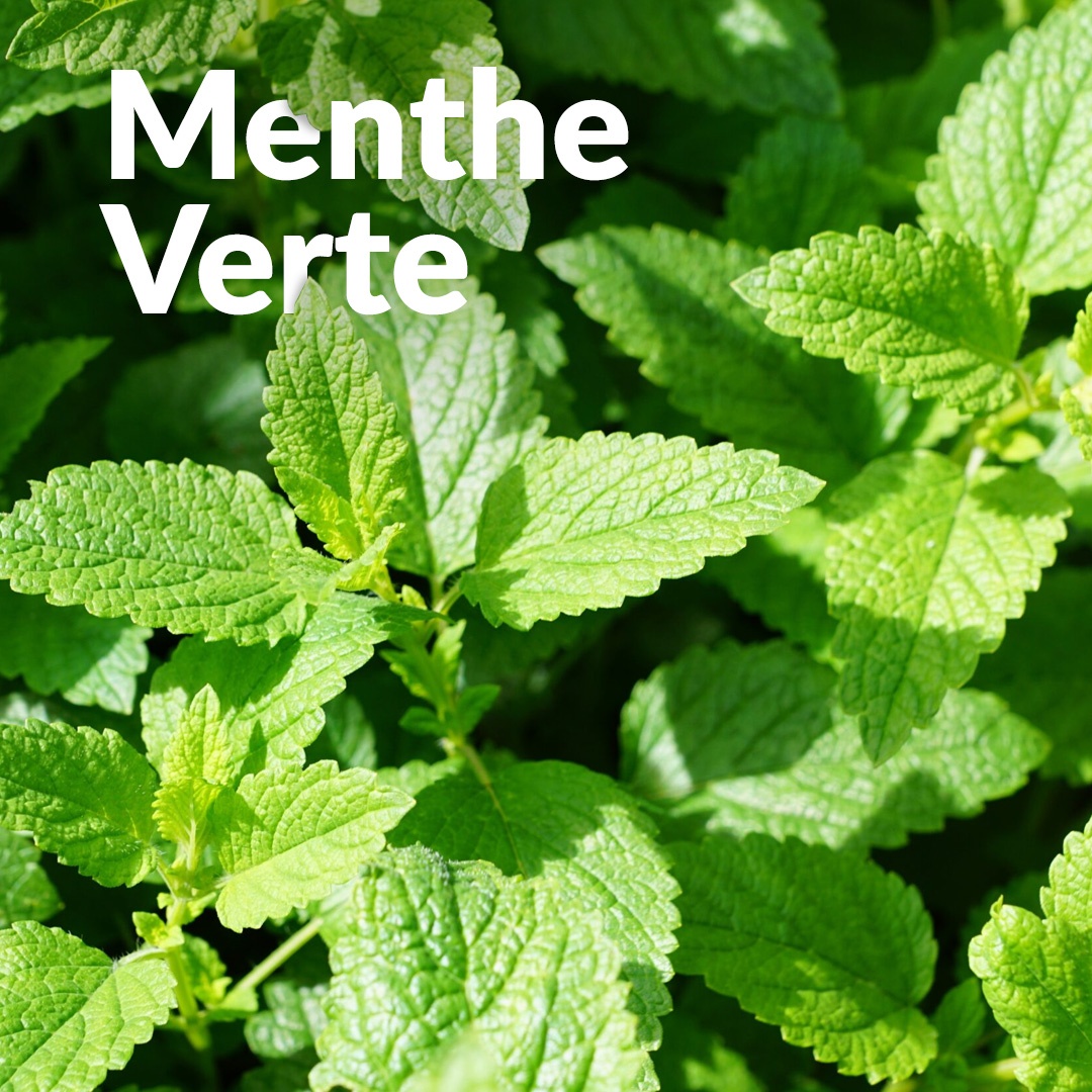 Menta verde