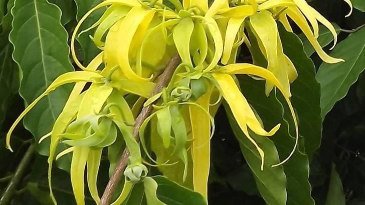 Ylang Ylang completo — photo 2