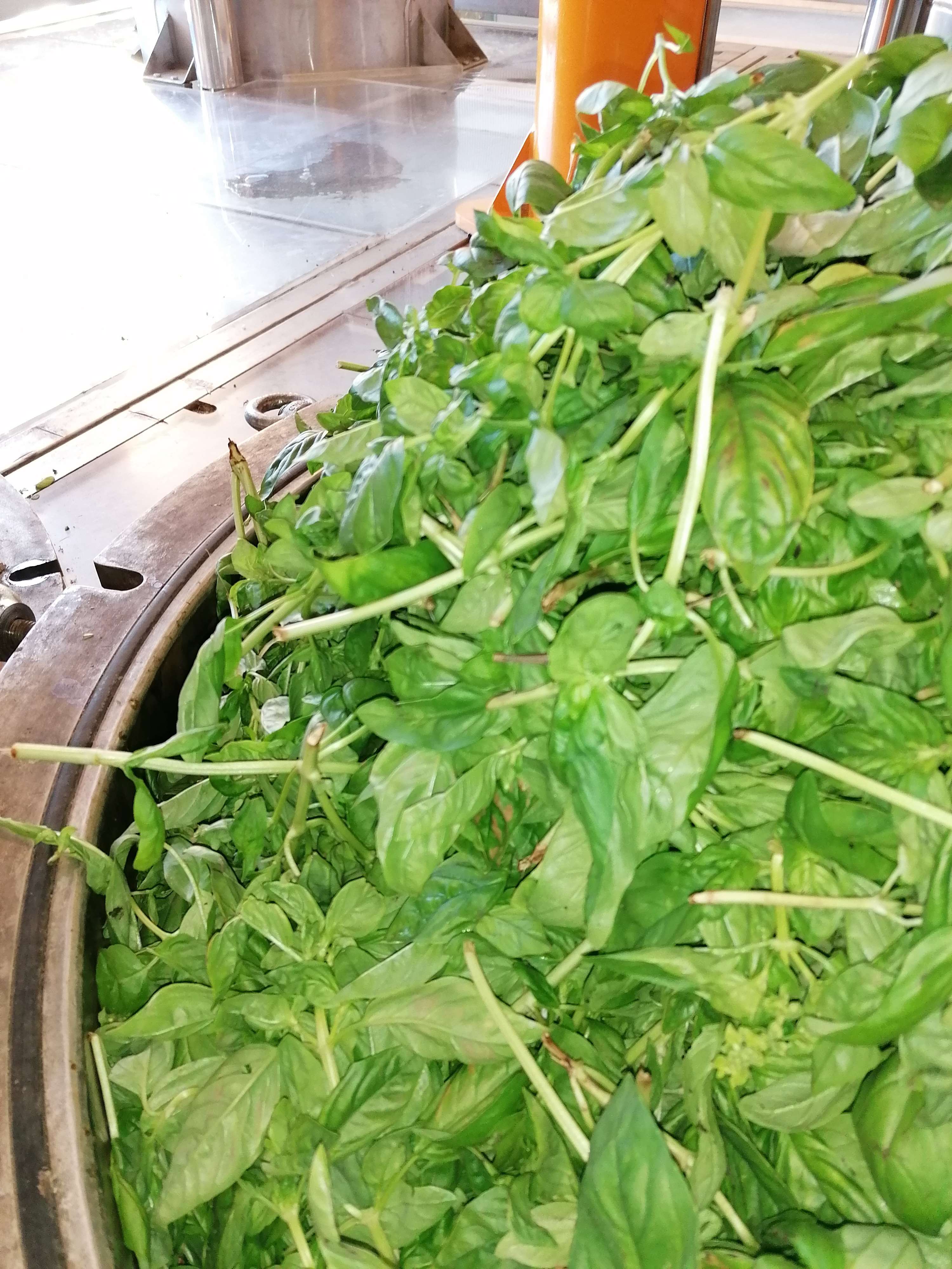 La destilación de Albahaca verde grande