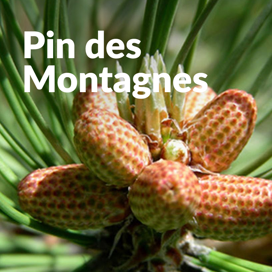 Pino de montaña (brote)