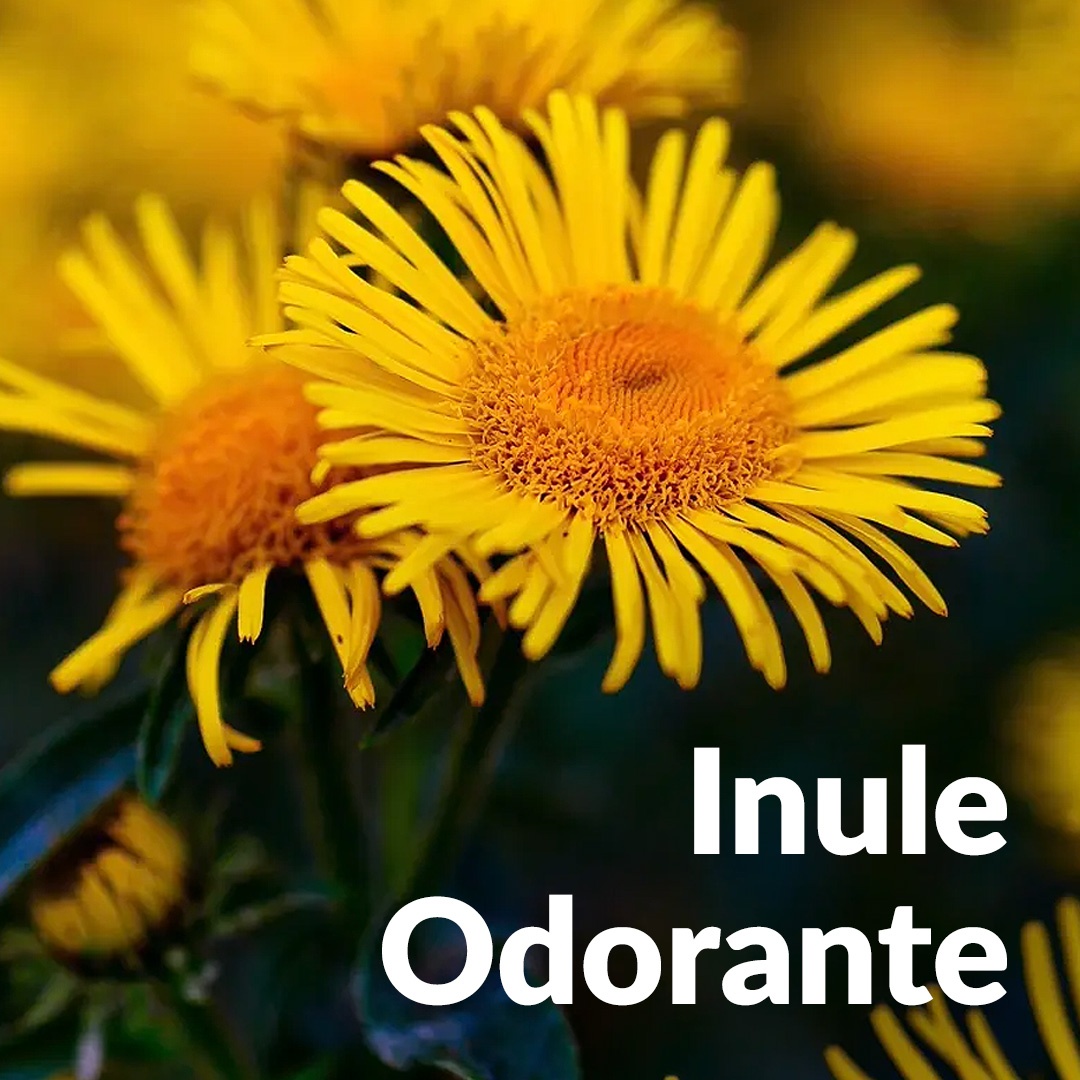 Inula