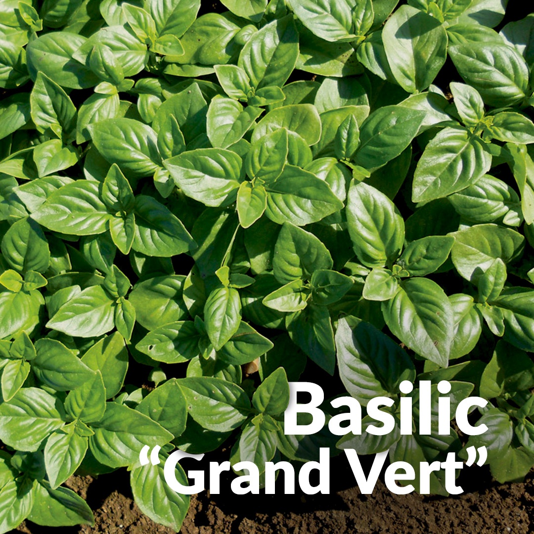 Albahaca verde grande