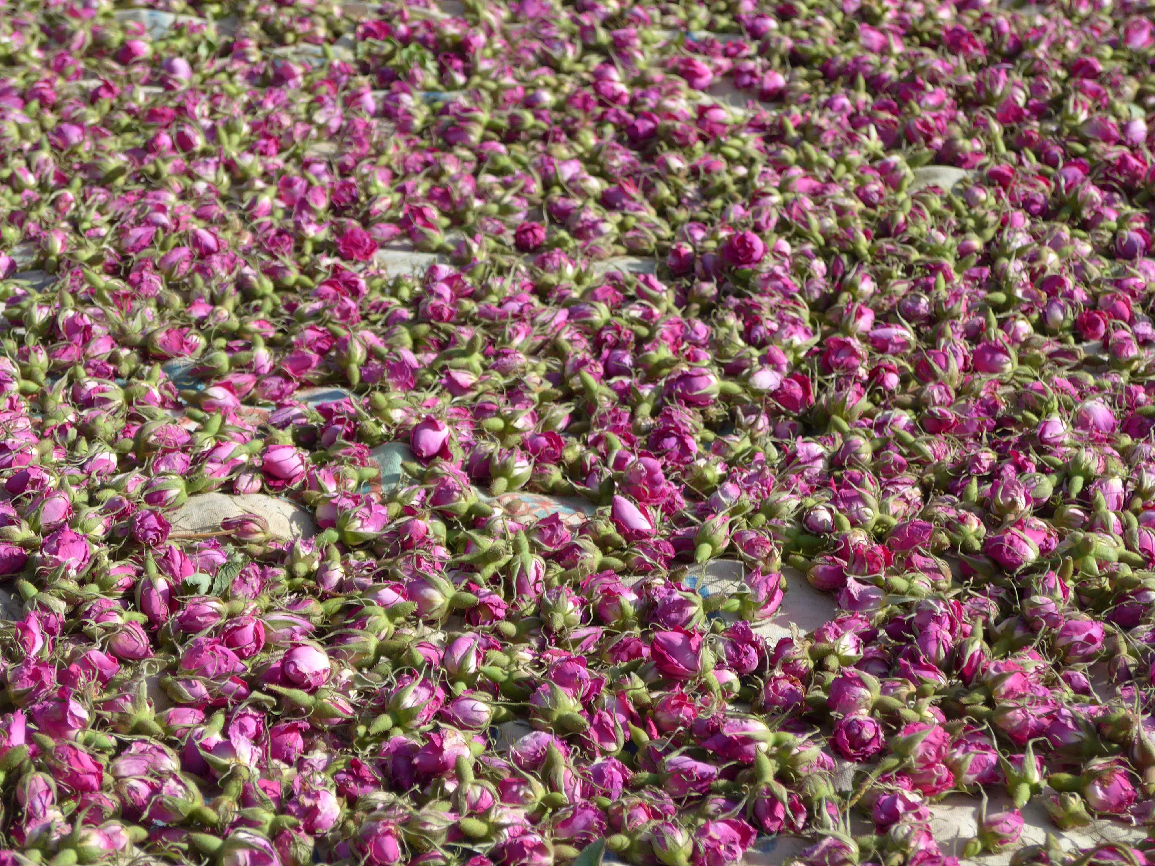La destilación de Rosa Damasco