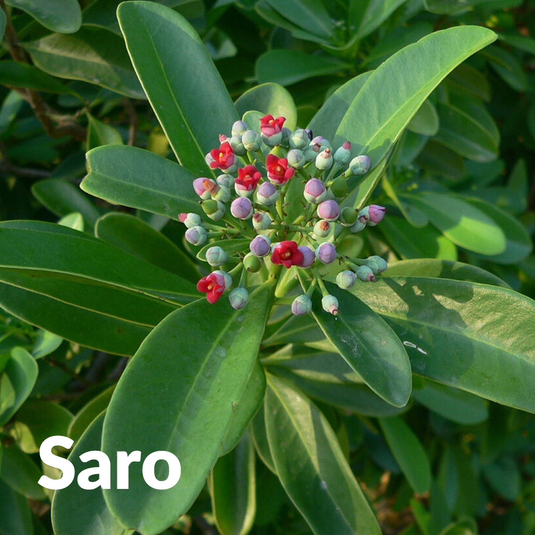 Saro