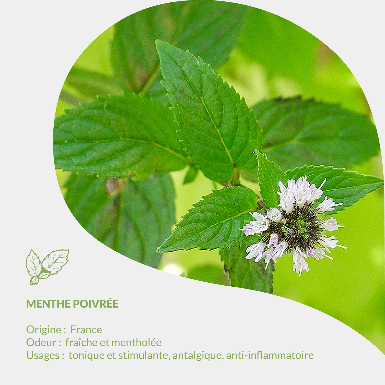 Herbarium Essenciagua - Menta piperita