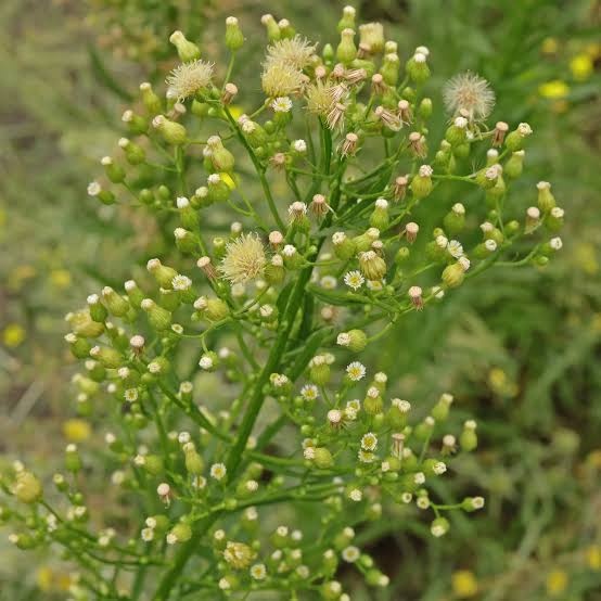 Canadá fleabane — photo 2