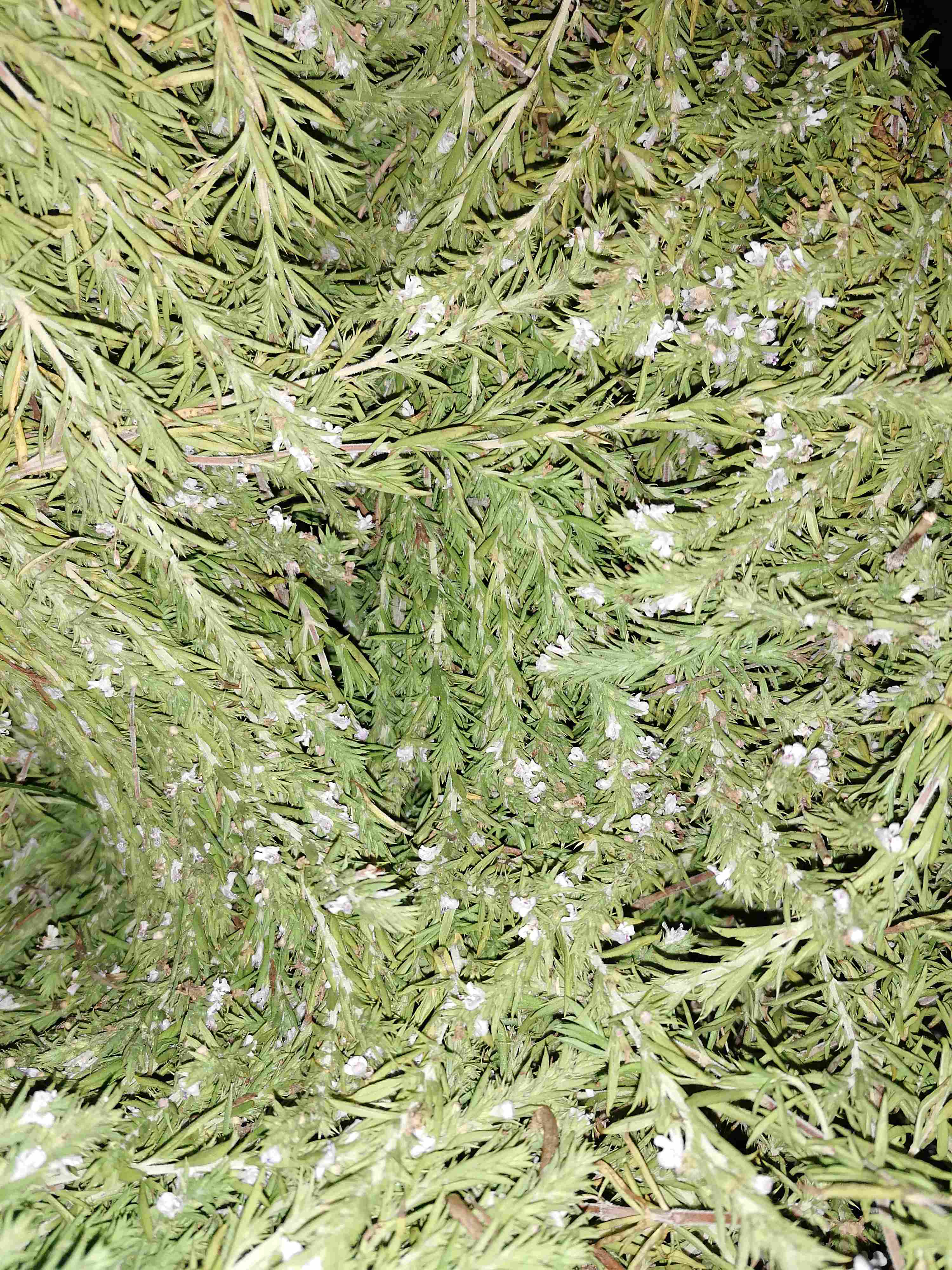 Decouvrez la distillation Hidrolato de Ajedrea de Montaña 100% Ecológico y Artesanal