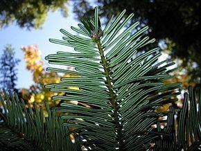 Abeto gigante — photo 3