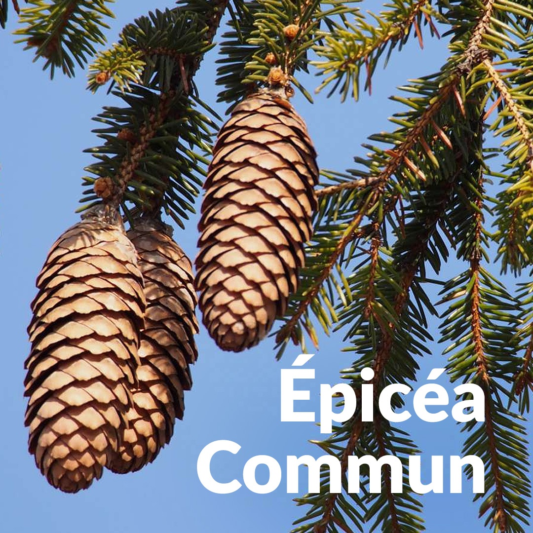 Picea común