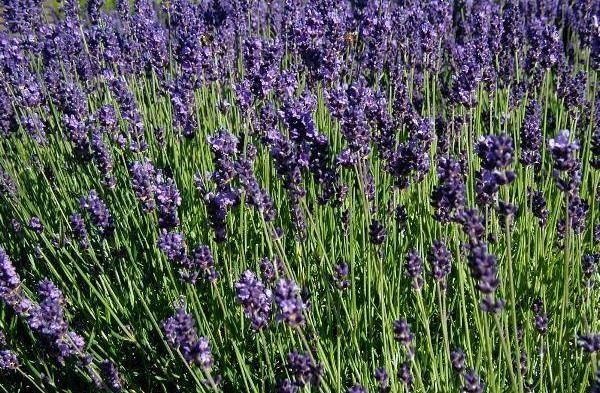 Espiga de lavanda — photo 2