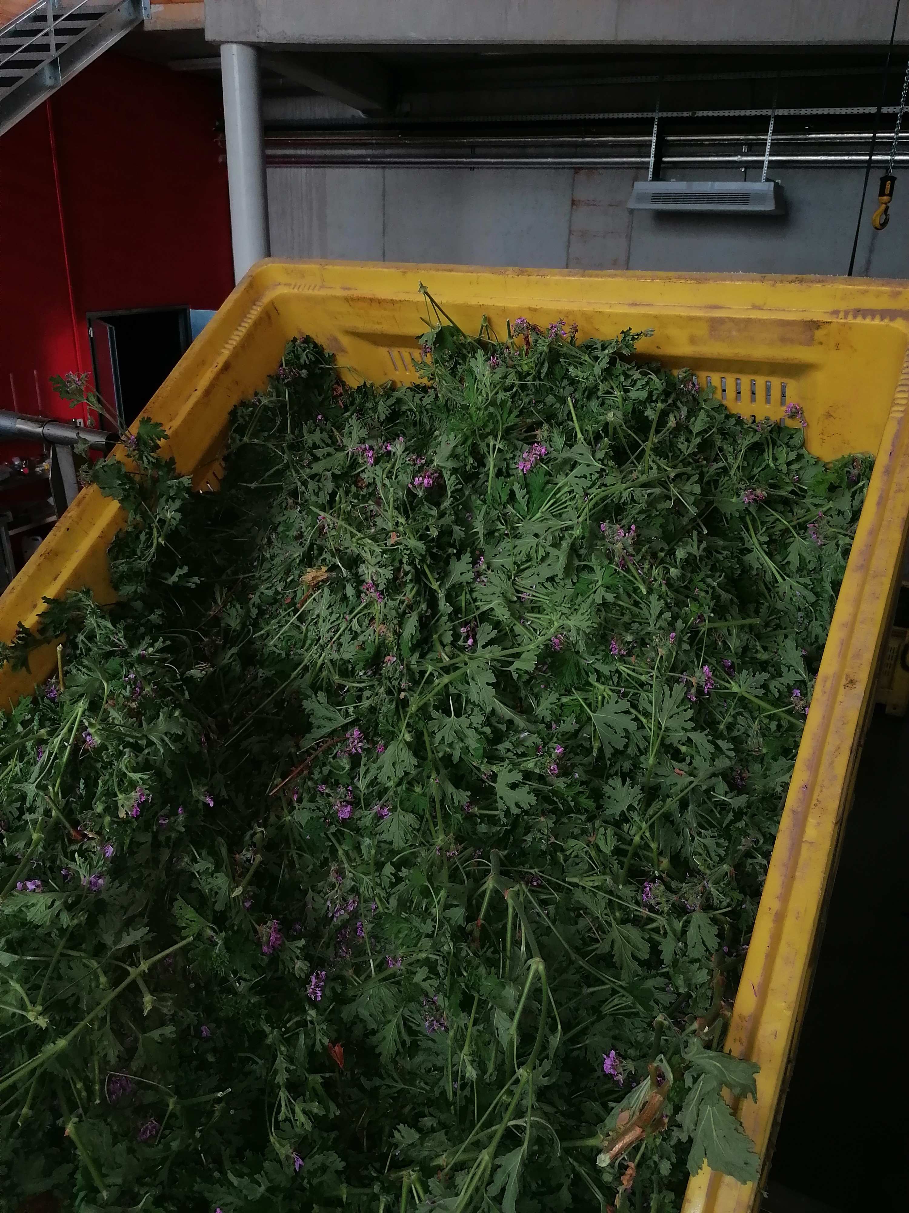 Decouvrez la distillation Aceite esencial de geranio rosa al bourbon 100% ecológico y artesanal