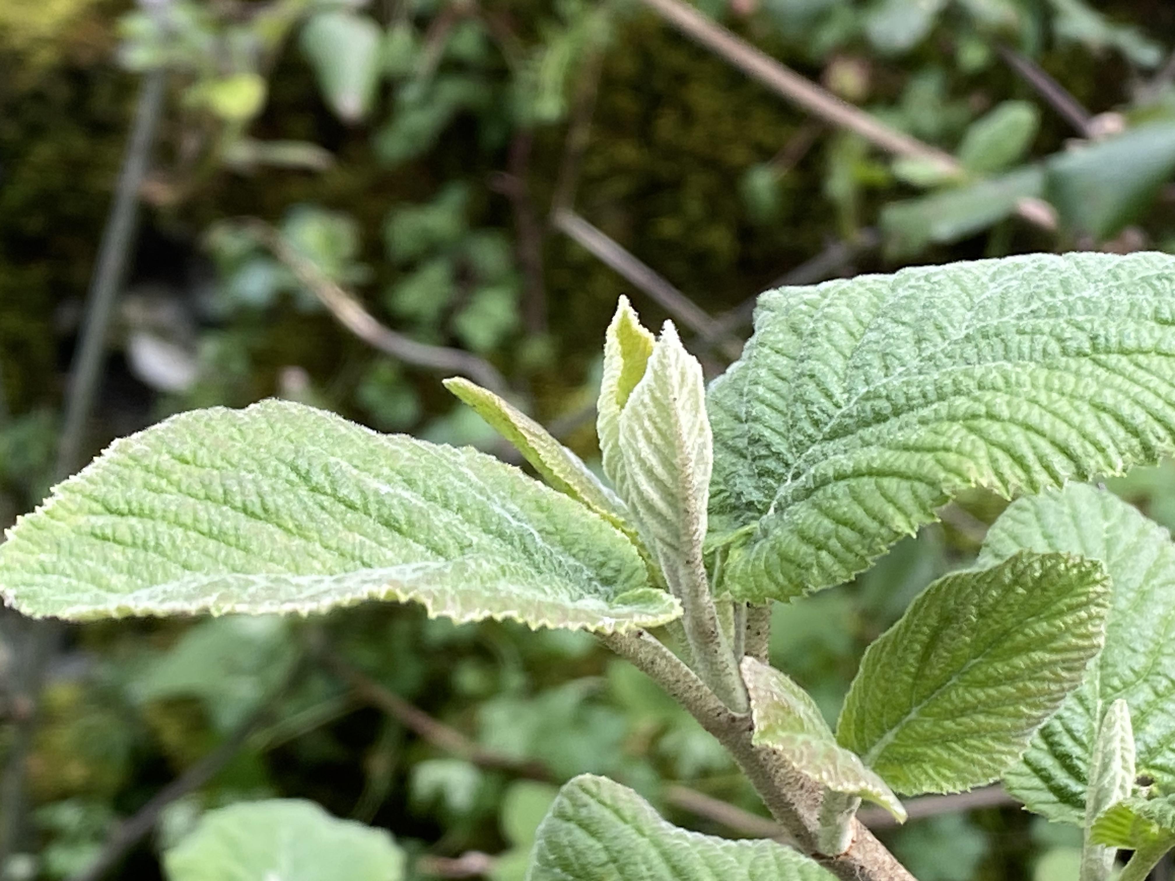 Decouvrez la distillation Viorne lantane macerado de yemas ecológico 100% ecológico y artesanal