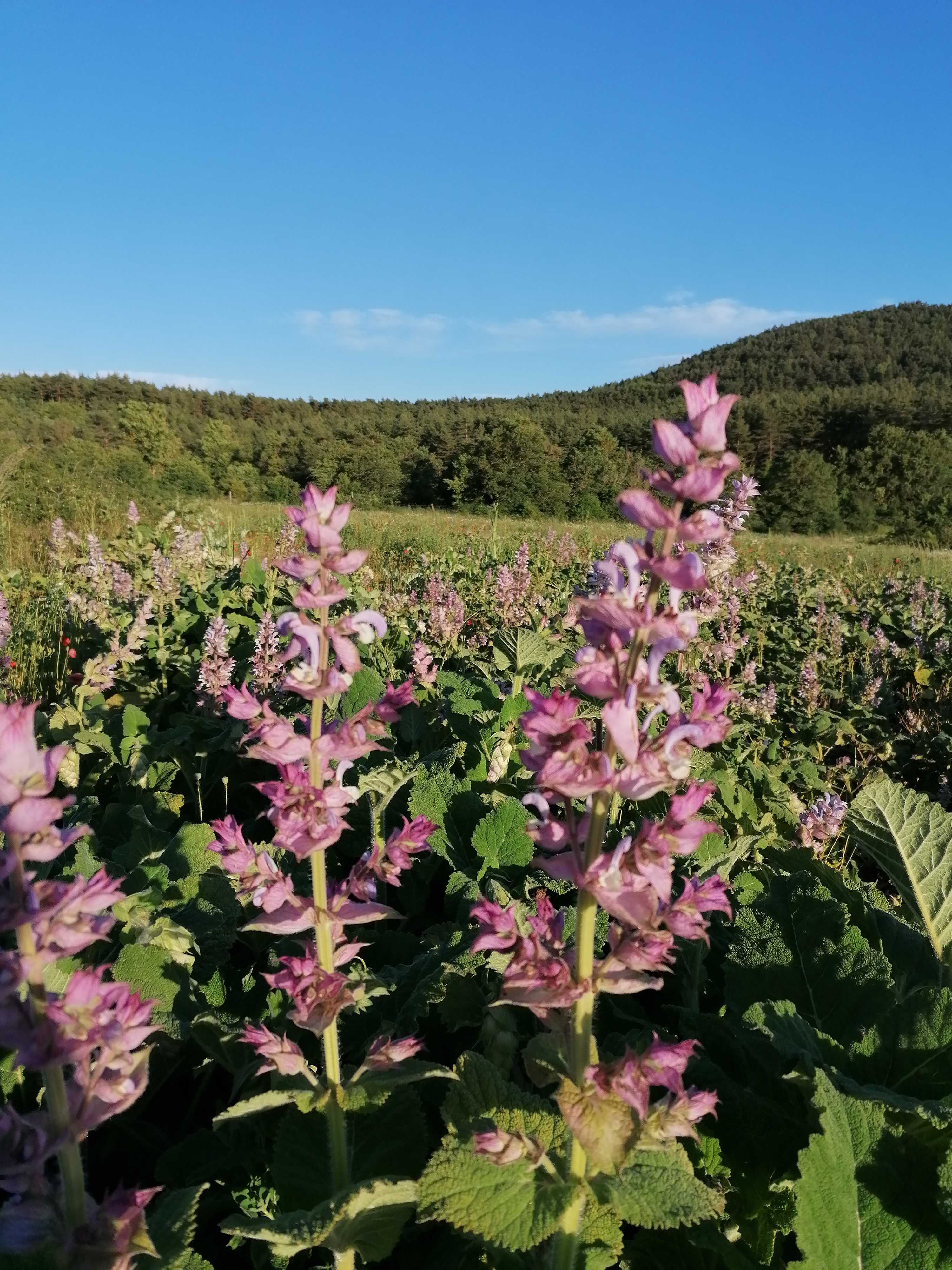 La destilación de Salvia sclarea