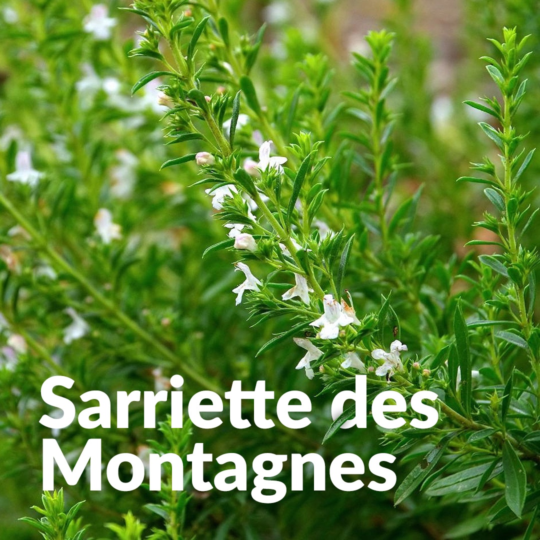 Ajedrea de montaña de Quercy