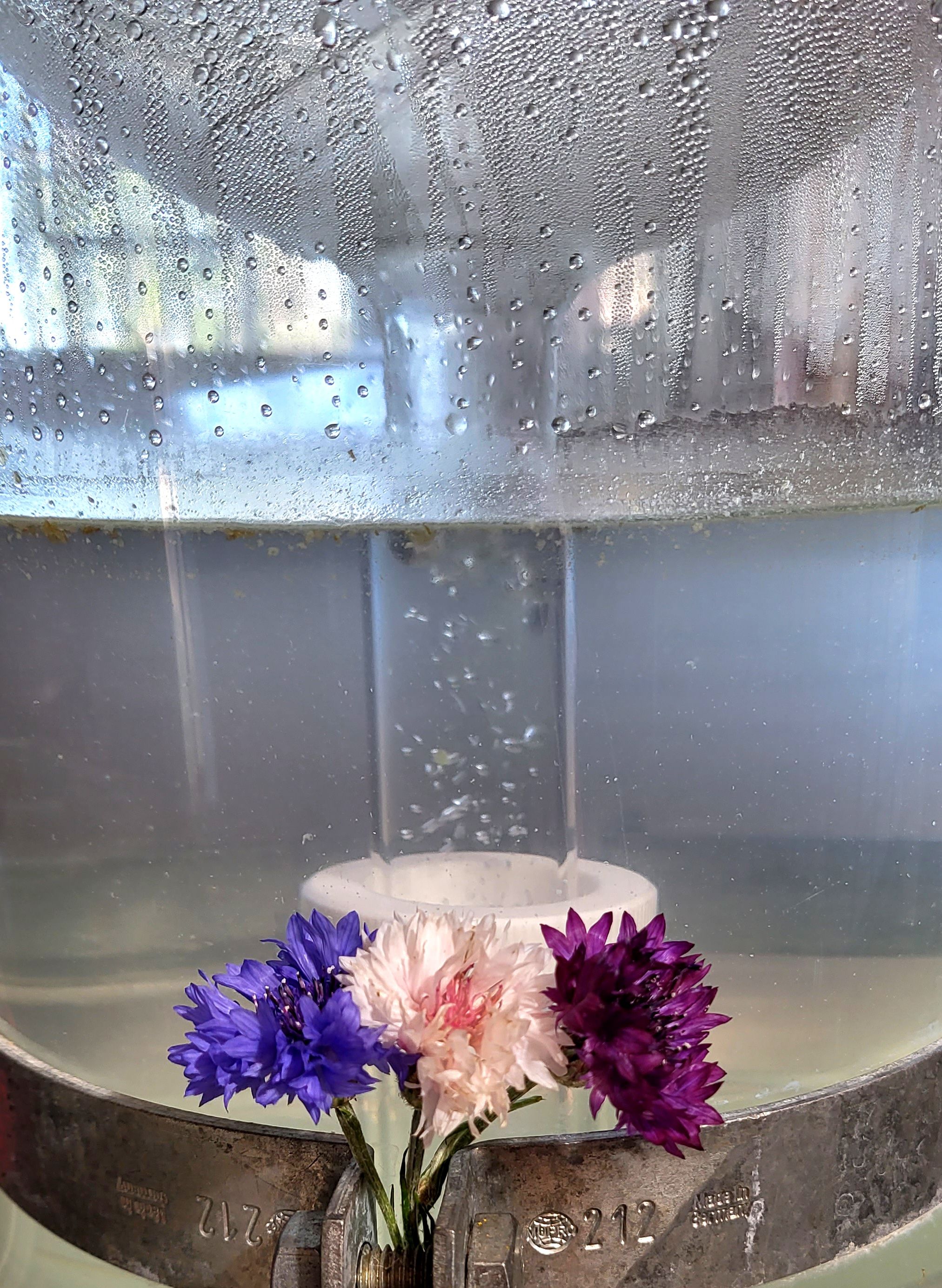 Decouvrez la distillation Hidrolato de aciano 100% ecológico y artesanal