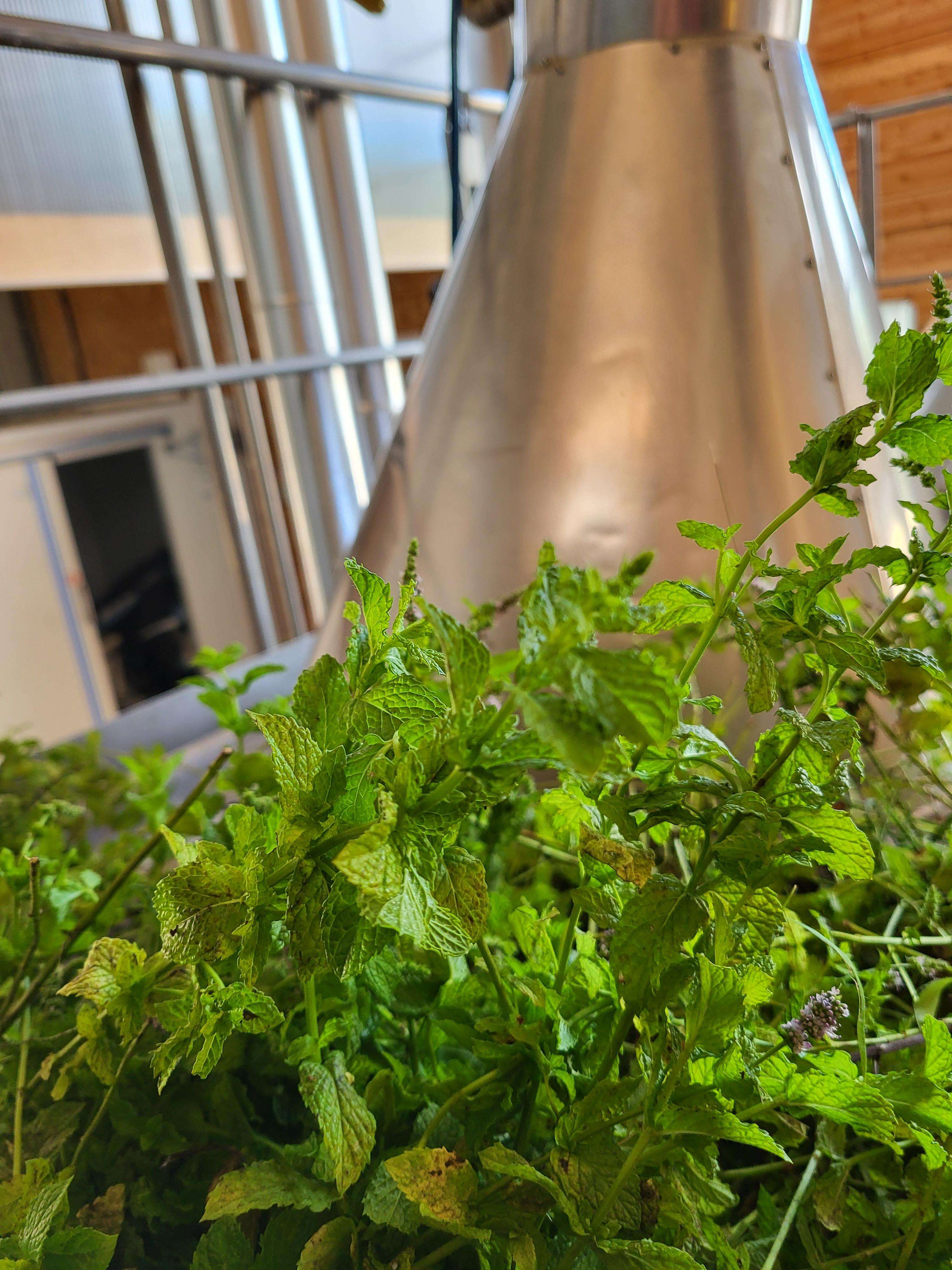 Decouvrez la distillation Aceite esencial de menta verde 100% ecológico y artesanal