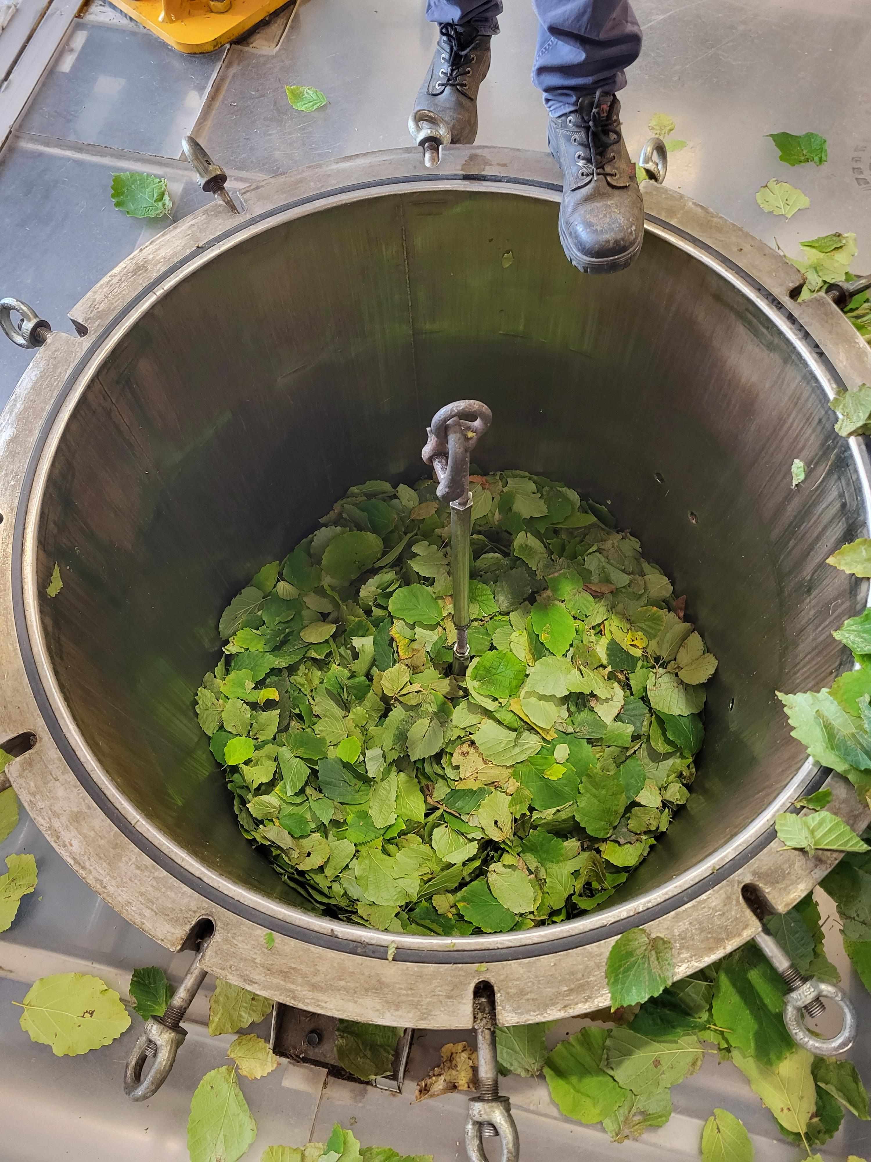 Decouvrez la distillation Hidrolato de Hamamelis 100% orgánico y artesanal