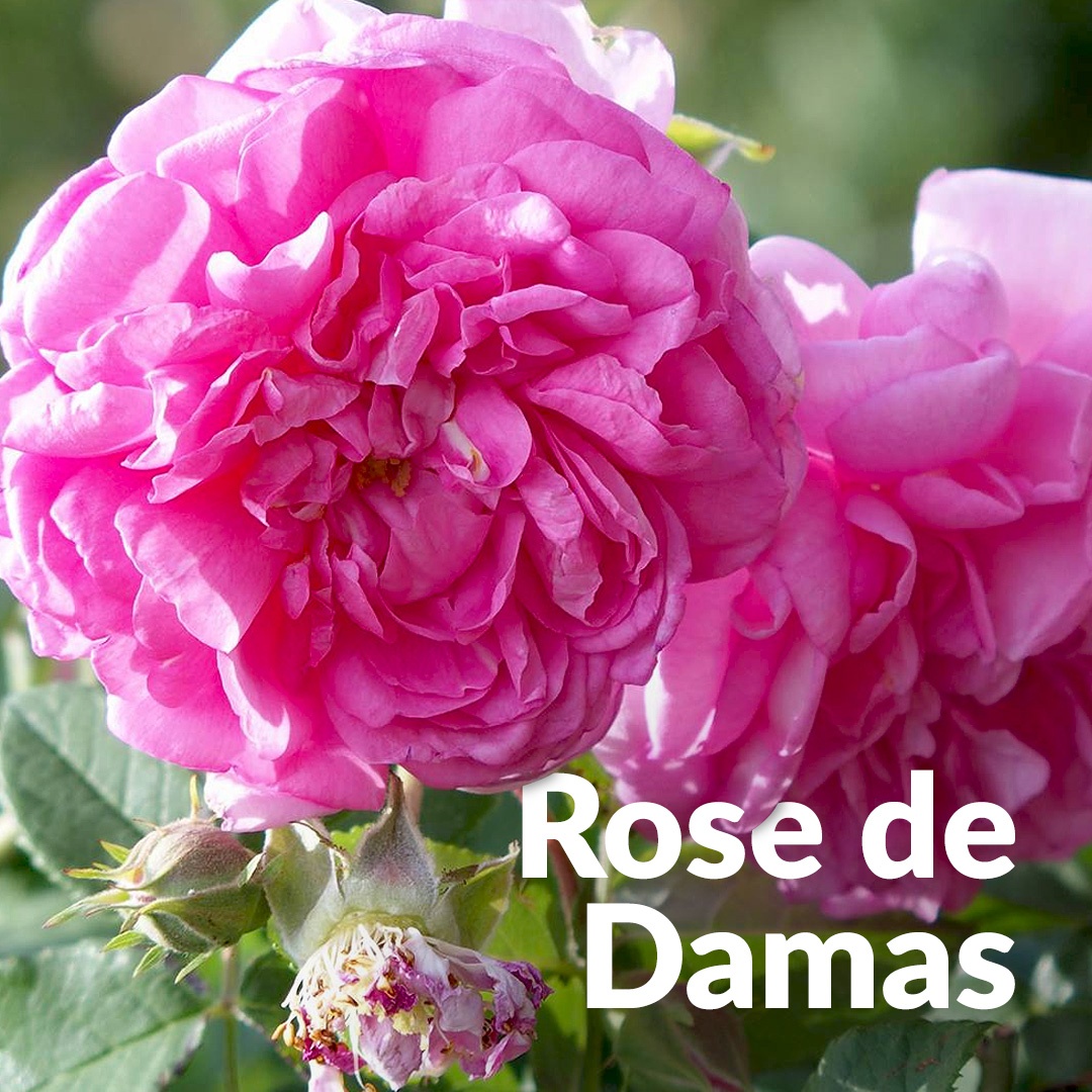 Rosa Damasco