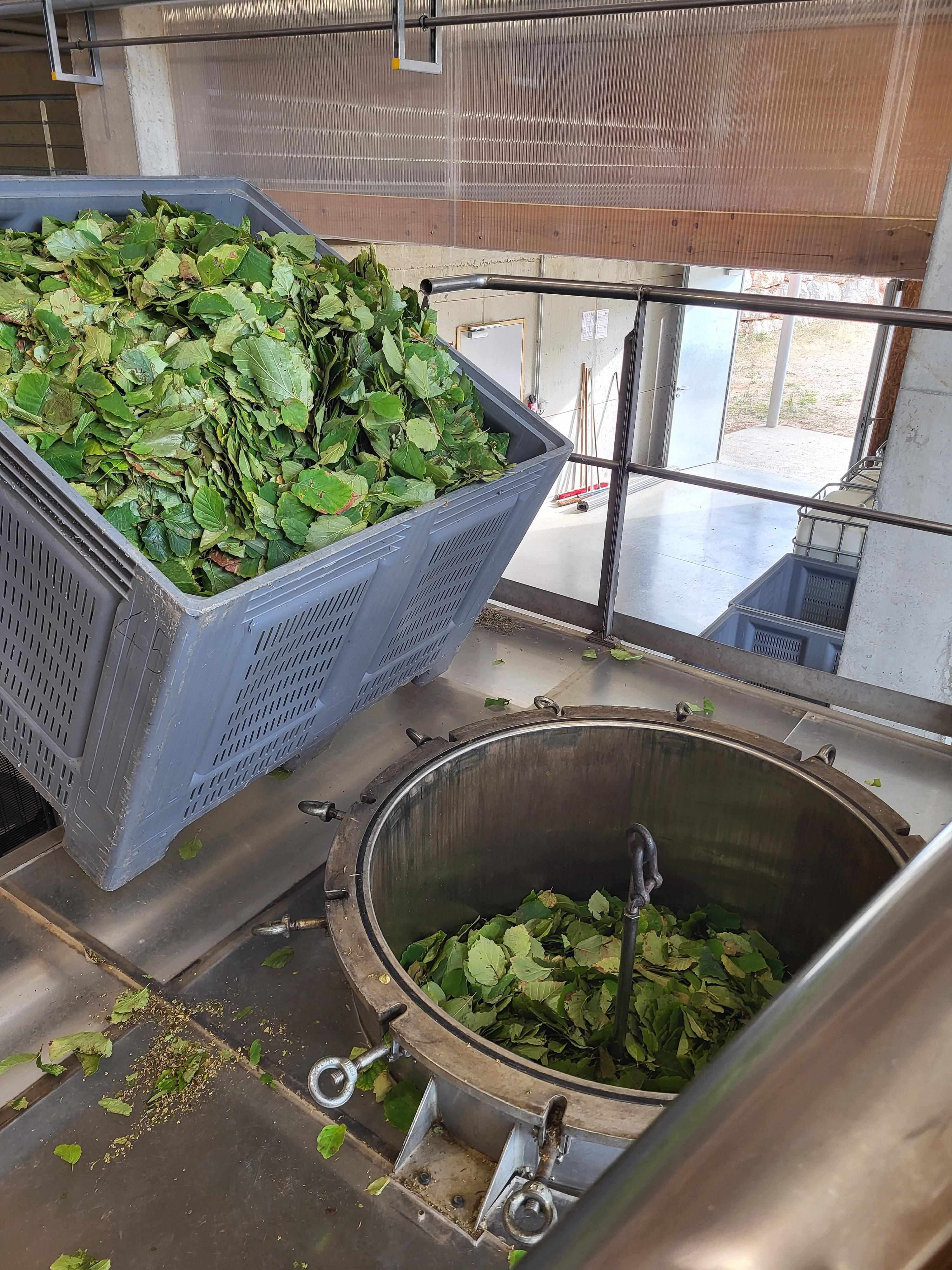 Decouvrez la distillation Hidrolato de Hamamelis 100% orgánico y artesanal