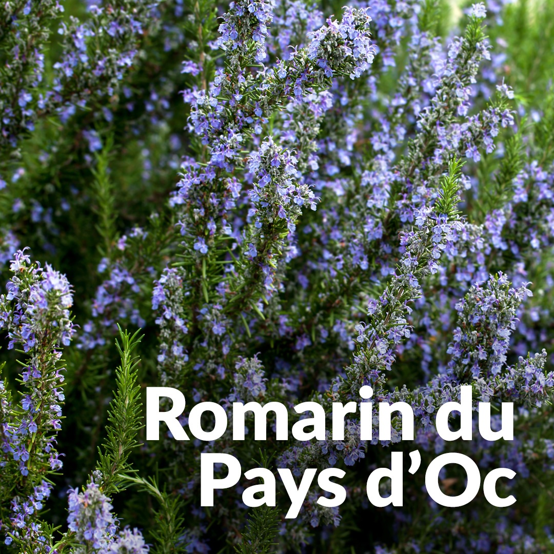 Romero medicinal del País de Oc