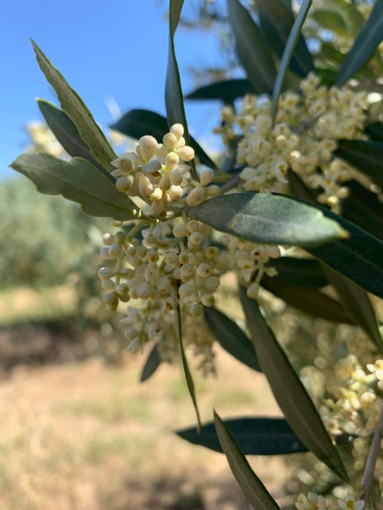 Olivo (brote)