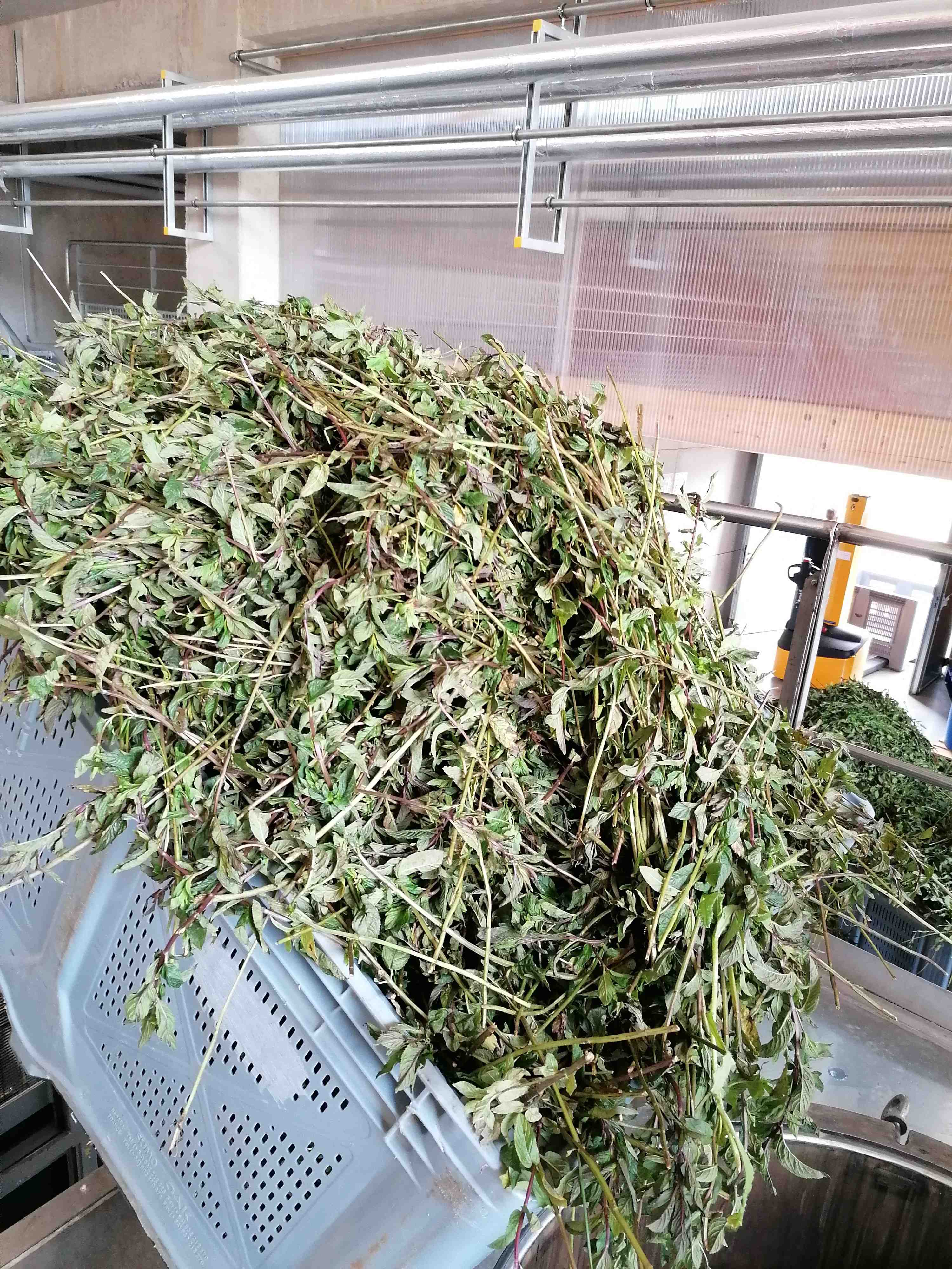 La destilación de Salvia común