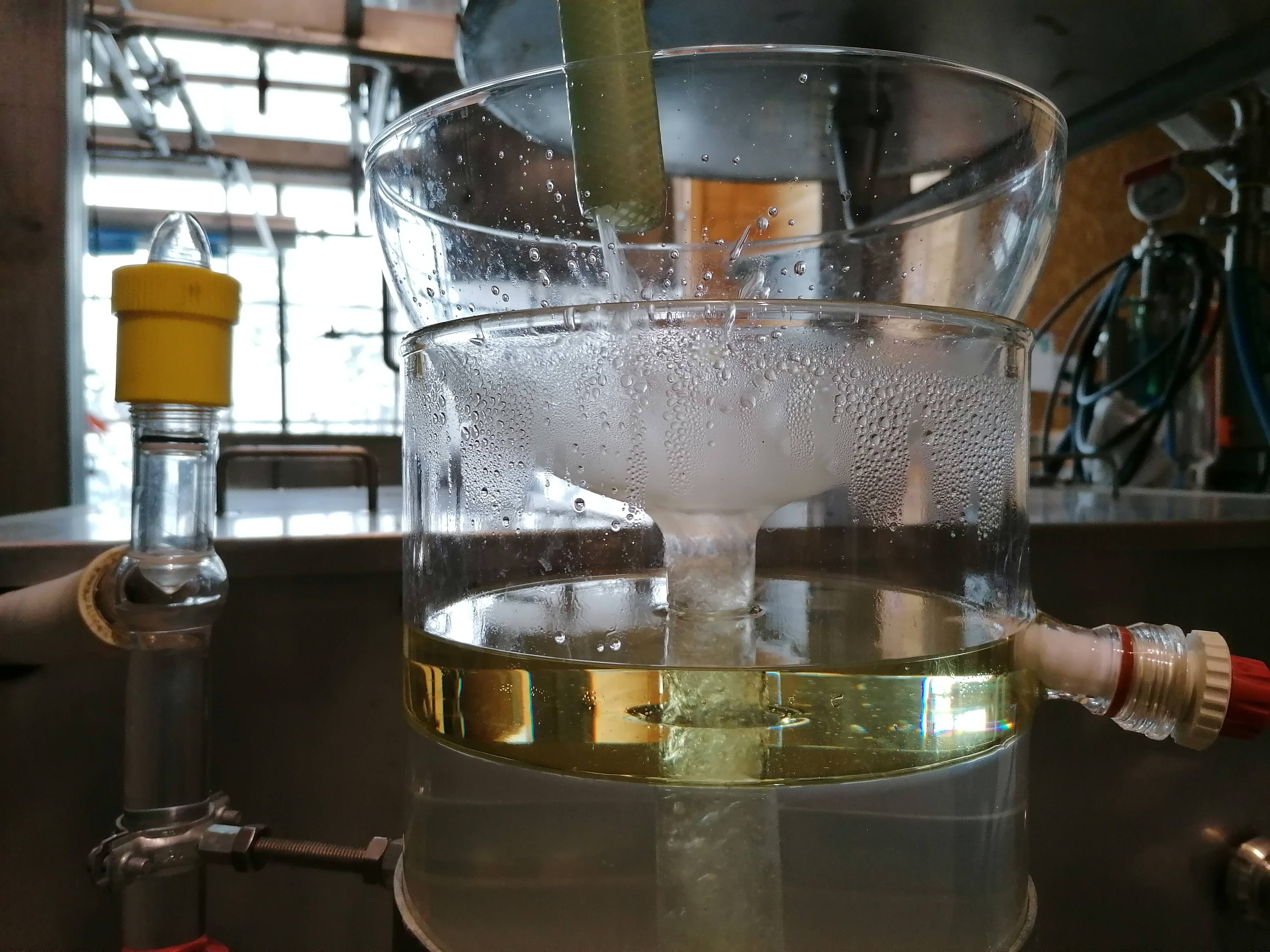 Decouvrez la distillation Hidrolato de Angélica (Raíz) 100% Orgánico y Artesanal