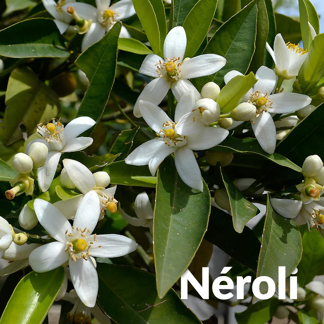 Neroli - Azahar