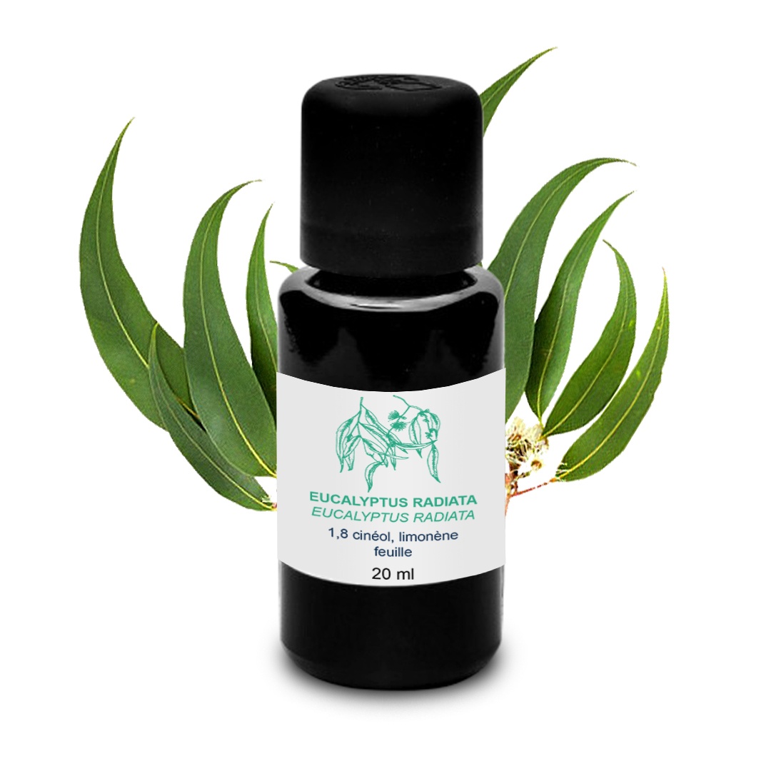 Aceite esencial de eucalipto radiata 100% ecológico y artesanal