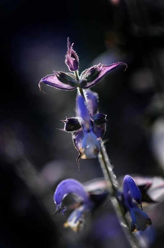 Salvia común — photo 3