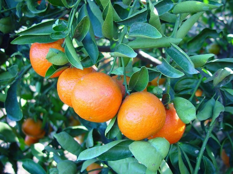Mandarina verde — photo 2