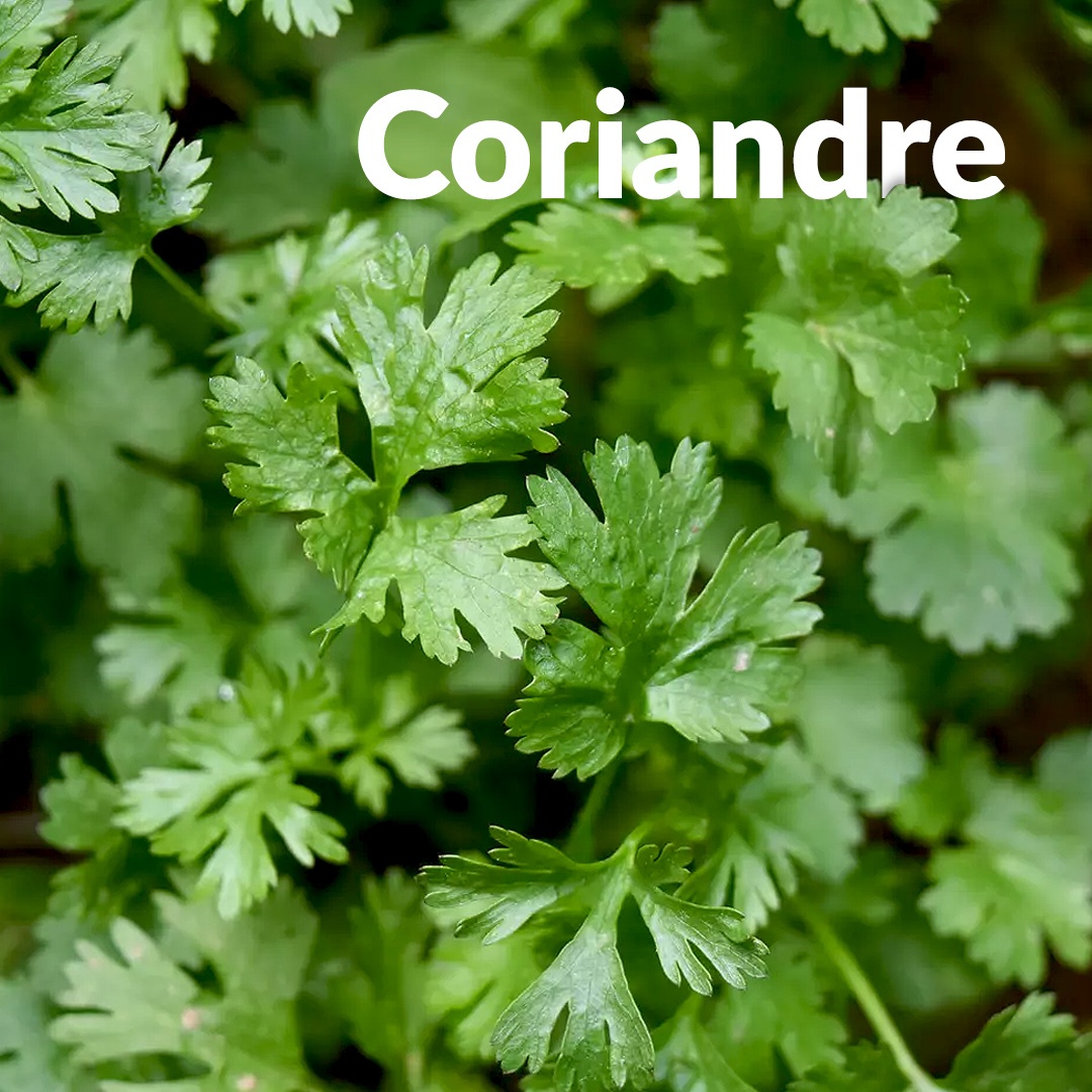 Semillas de cilantro