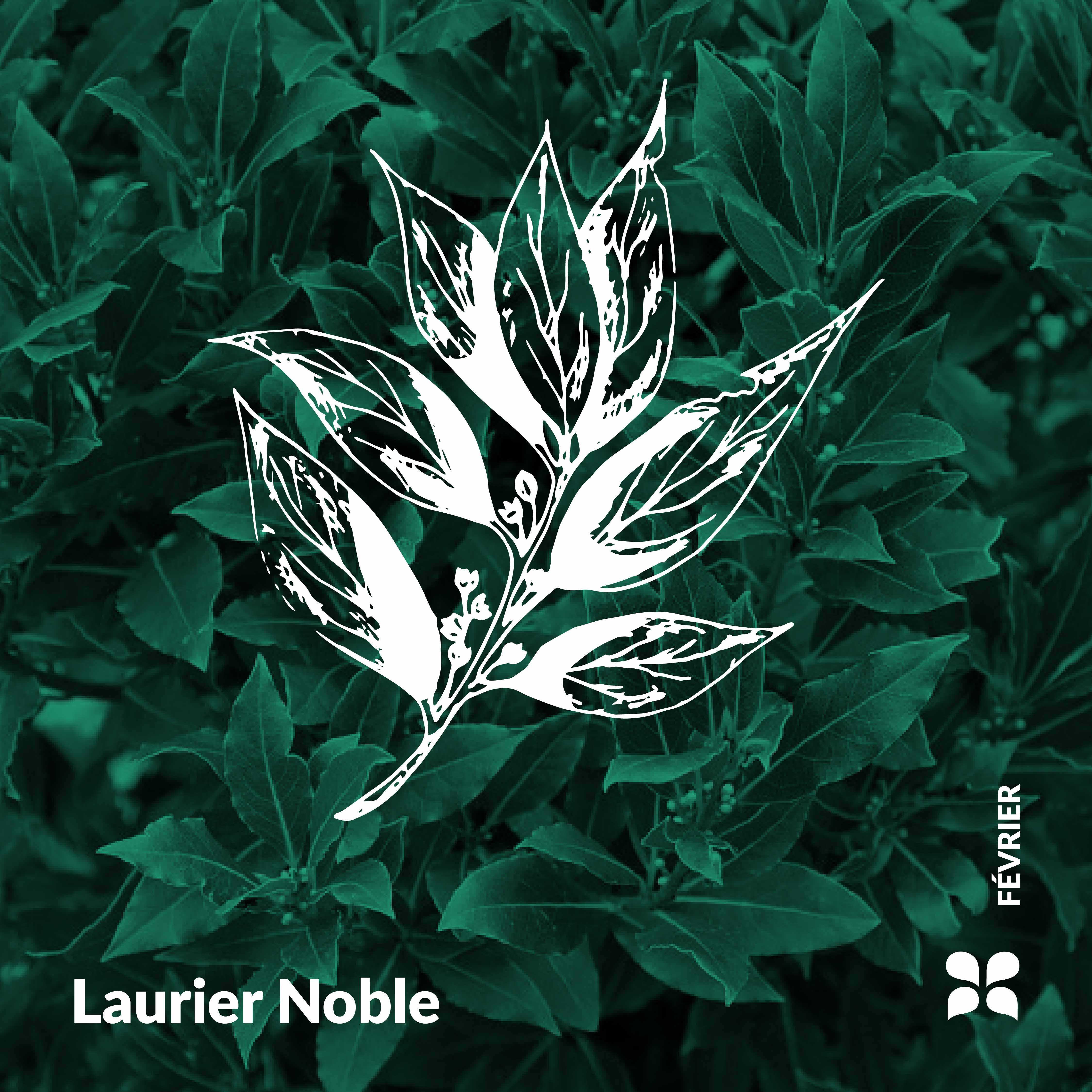 Herbario Essenciagua - Laurel noble