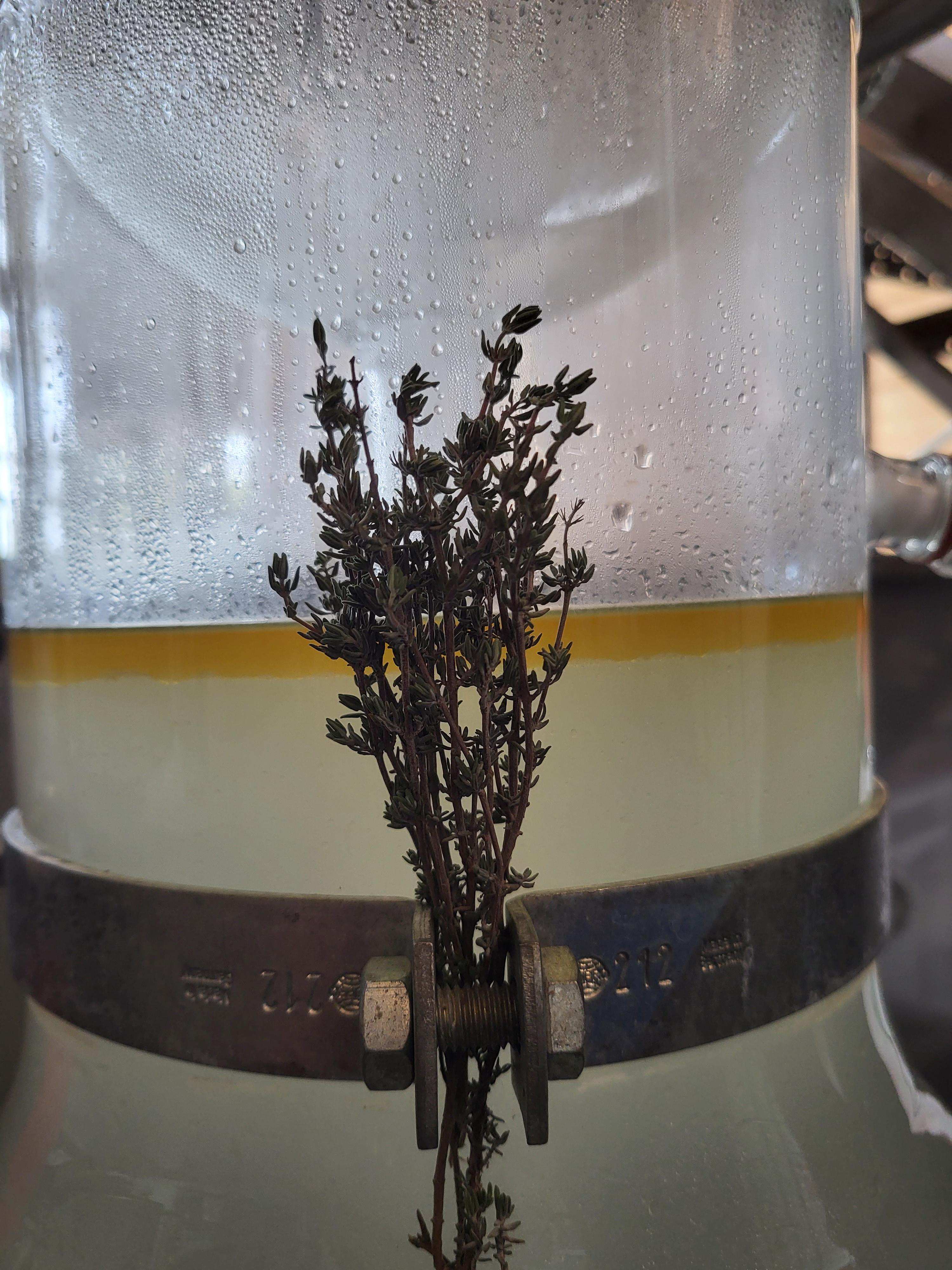 Decouvrez la distillation Aceite Esencial de Tomillo Thymol 100% Ecológico y Artesanal