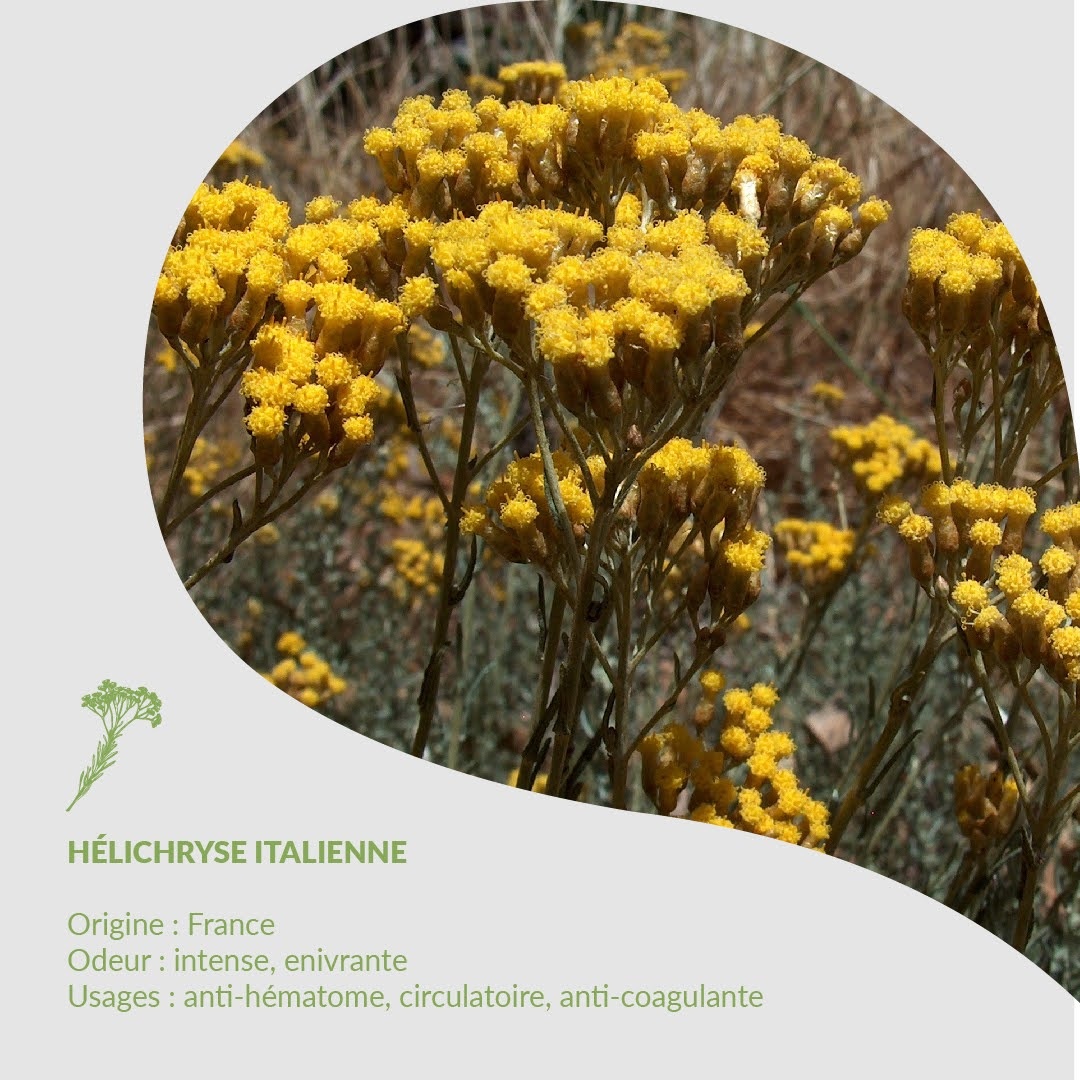 🌿 Herbarium d'Essenciagua - Helichrysum ssp. italicum