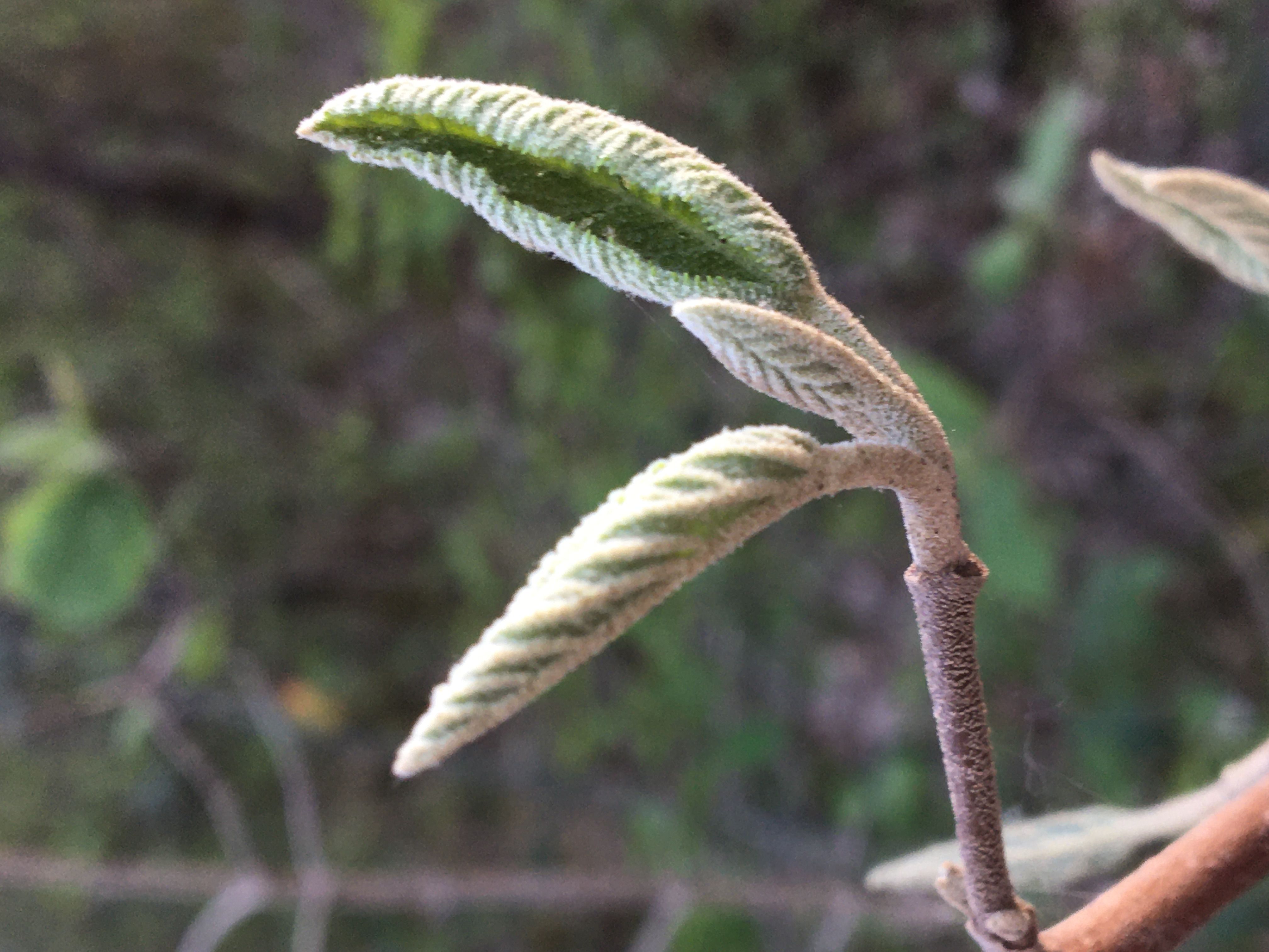 Decouvrez la distillation Viorne lantane macerado de yemas ecológico 100% ecológico y artesanal