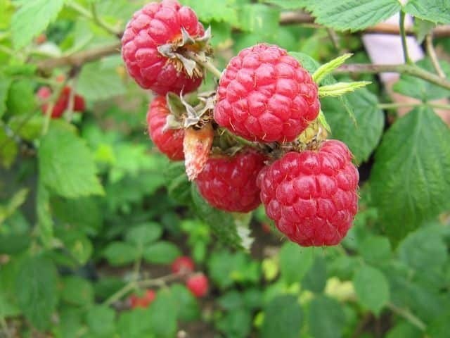 Frambuesa (brote) — photo 2