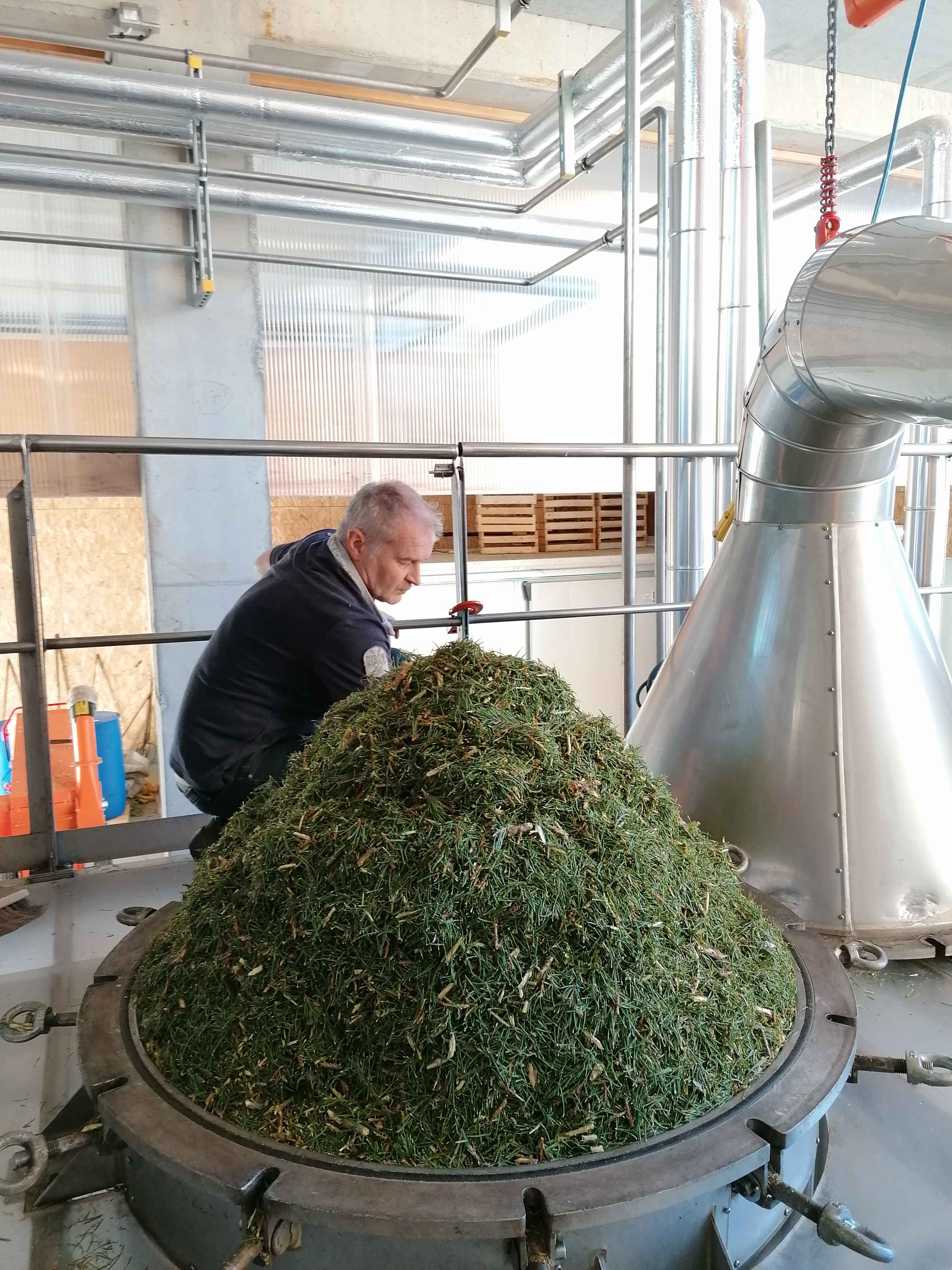 La destilación de Pino silvestre