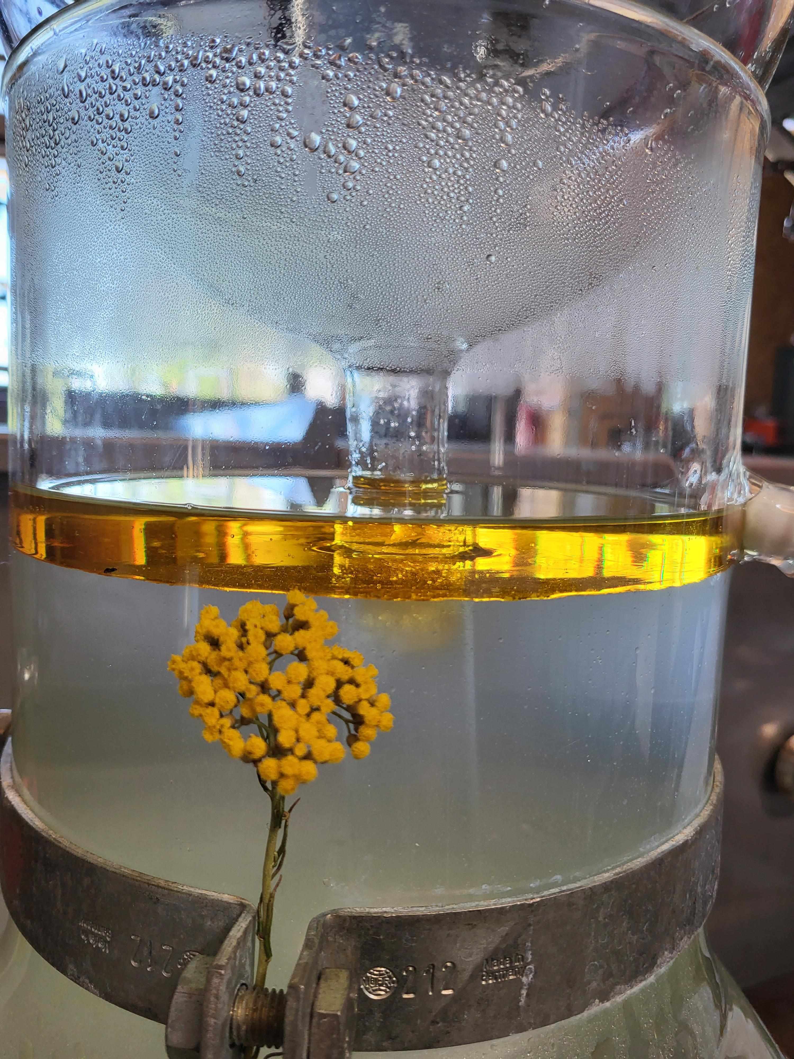 Decouvrez la distillation Aceite esencial de helicriso italiano 100% ecológico y artesanal