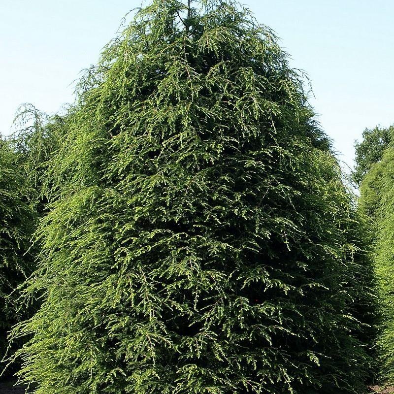 Hemlock — photo 3