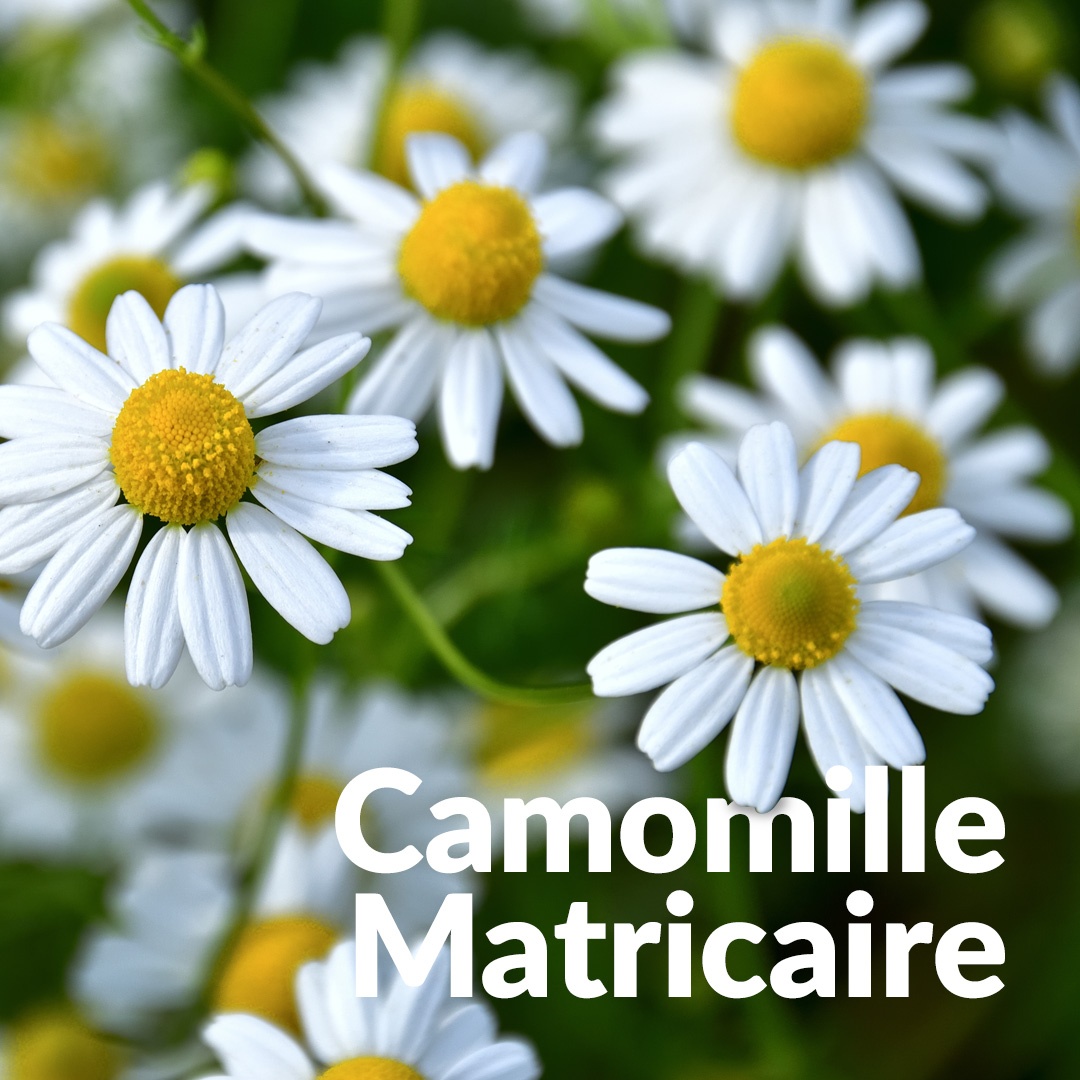 Matricaria Manzanilla alemana