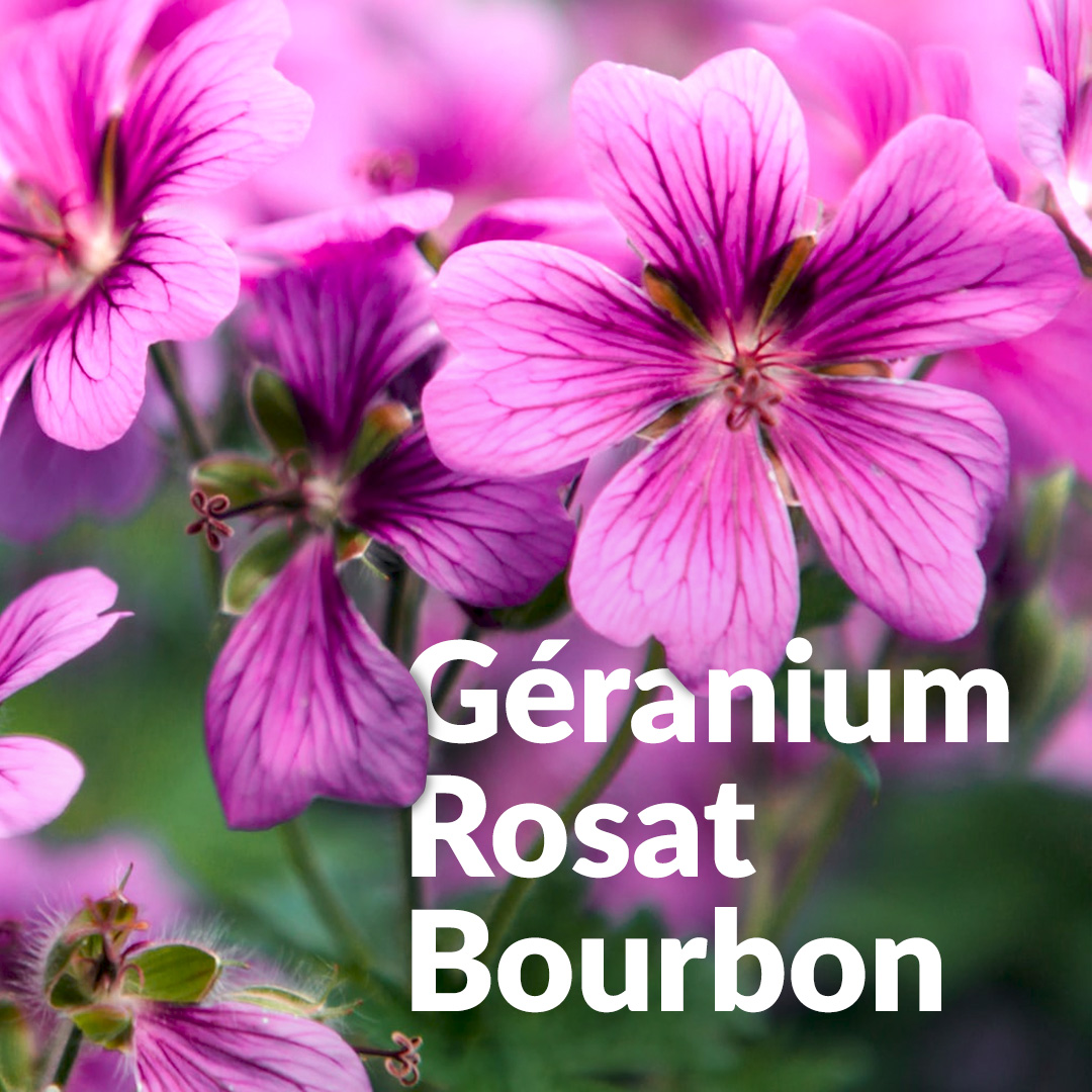 Geranio Bourbon