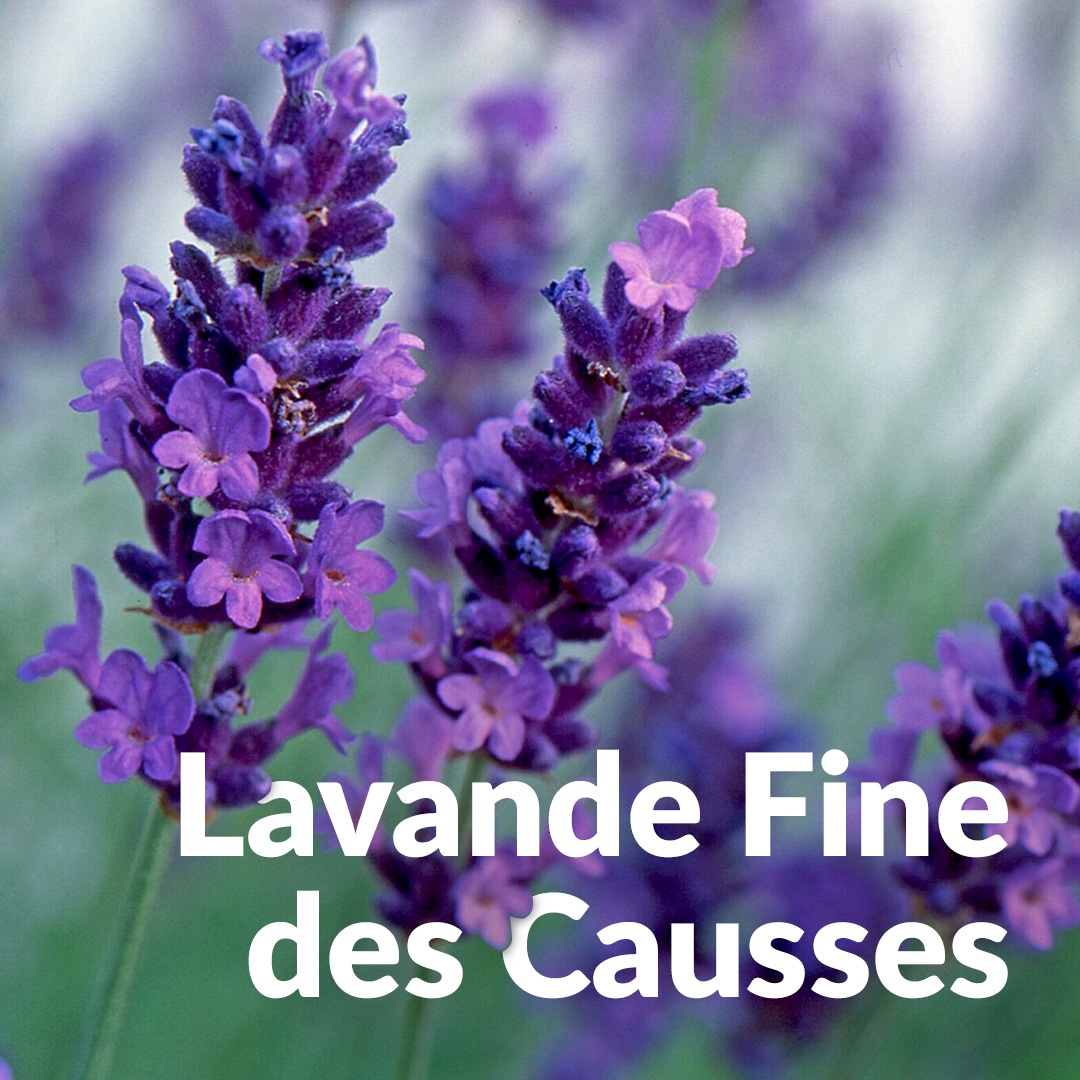 Causses lavanda fina