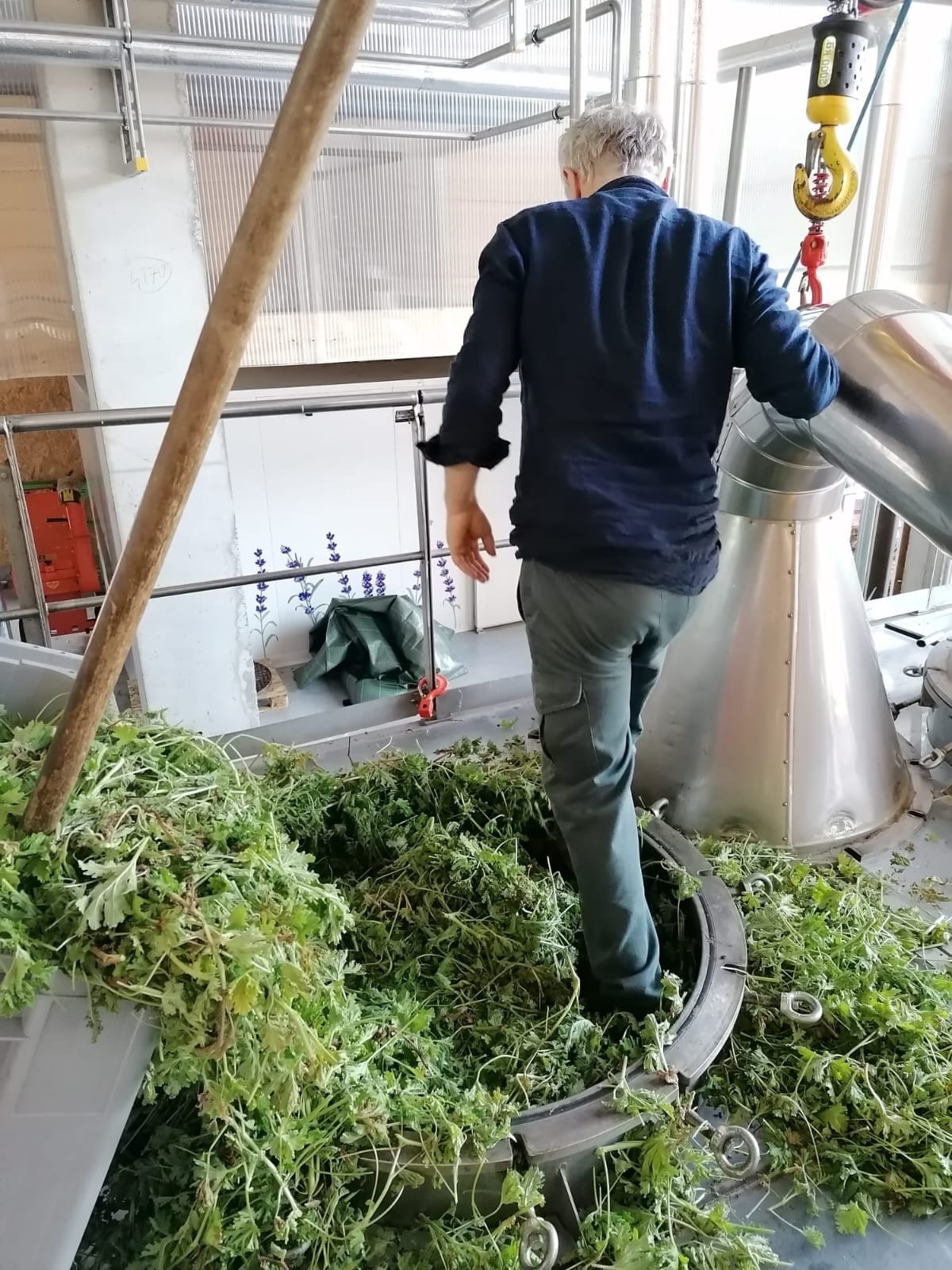 Decouvrez la distillation Aceite esencial de geranio rosa al bourbon 100% ecológico y artesanal