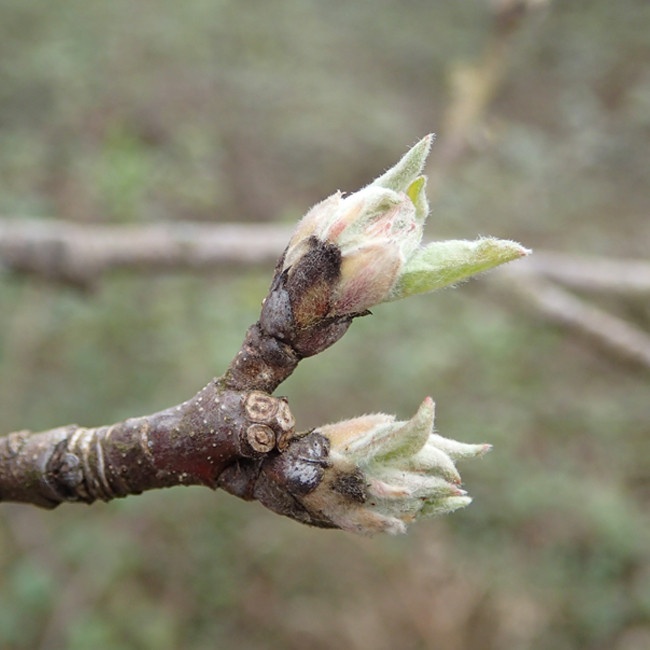 Manzano (brote) — photo 2