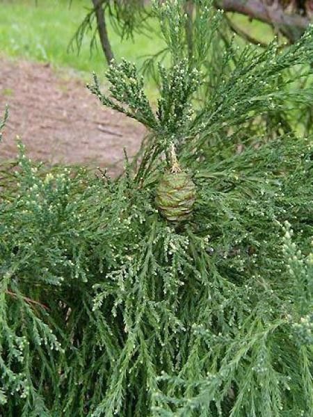 Sequoia (Brote) — photo 2