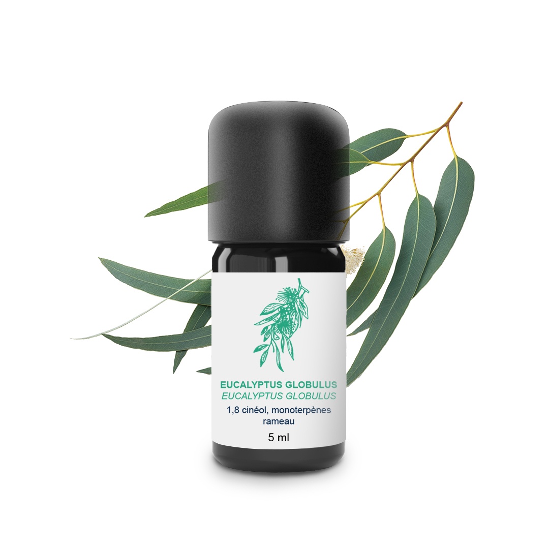Aceite esencial de eucalipto globulus 100% ecológico y artesanal