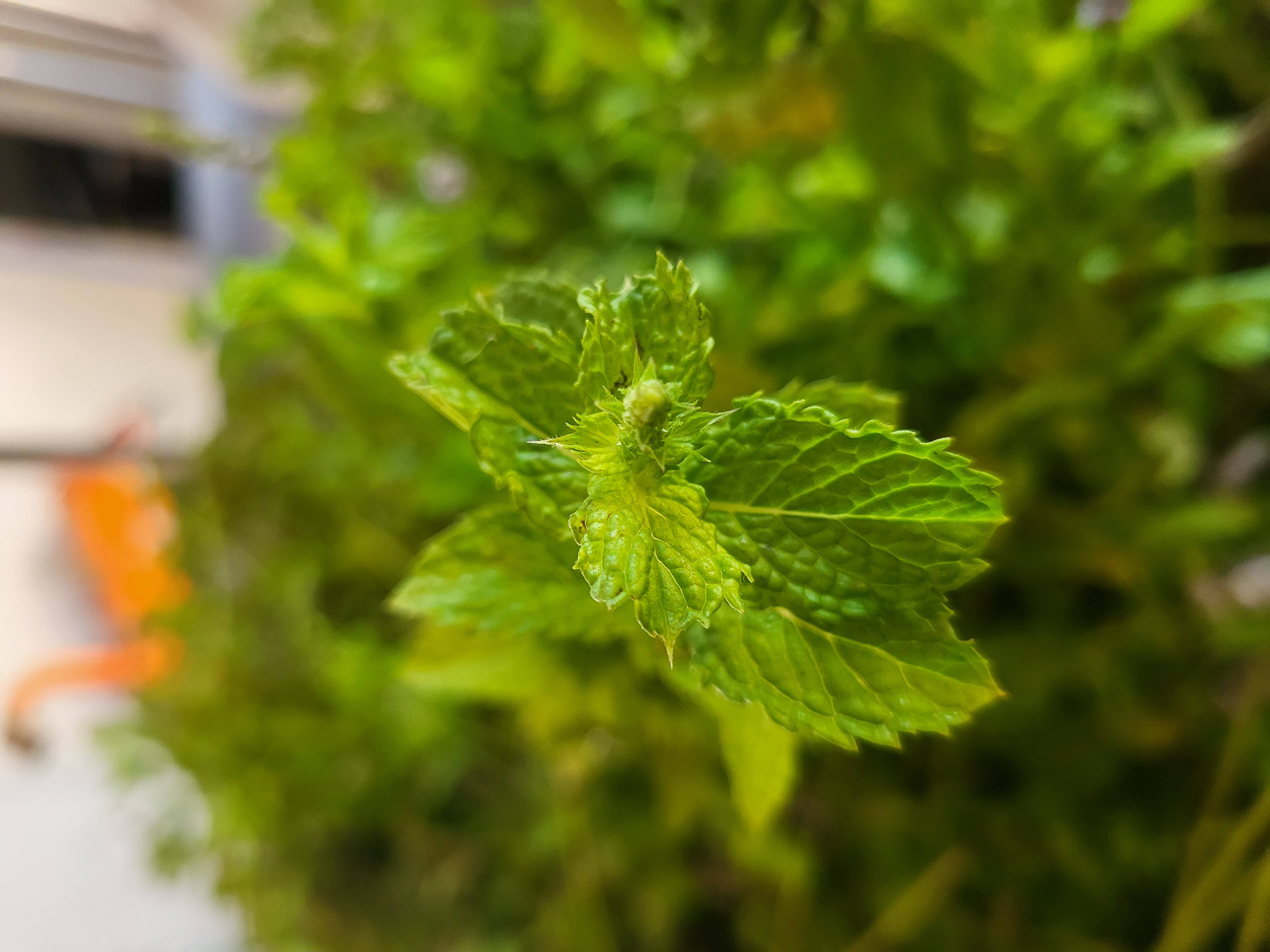 Decouvrez la distillation Aceite esencial de menta verde 100% ecológico y artesanal